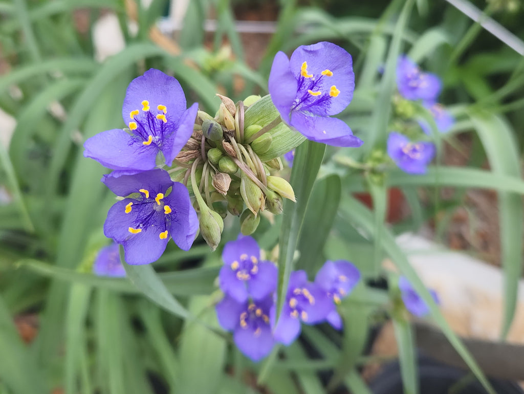 spiderwort plant seeds Tradescantia ohiensis (Ohio Spiderwort)