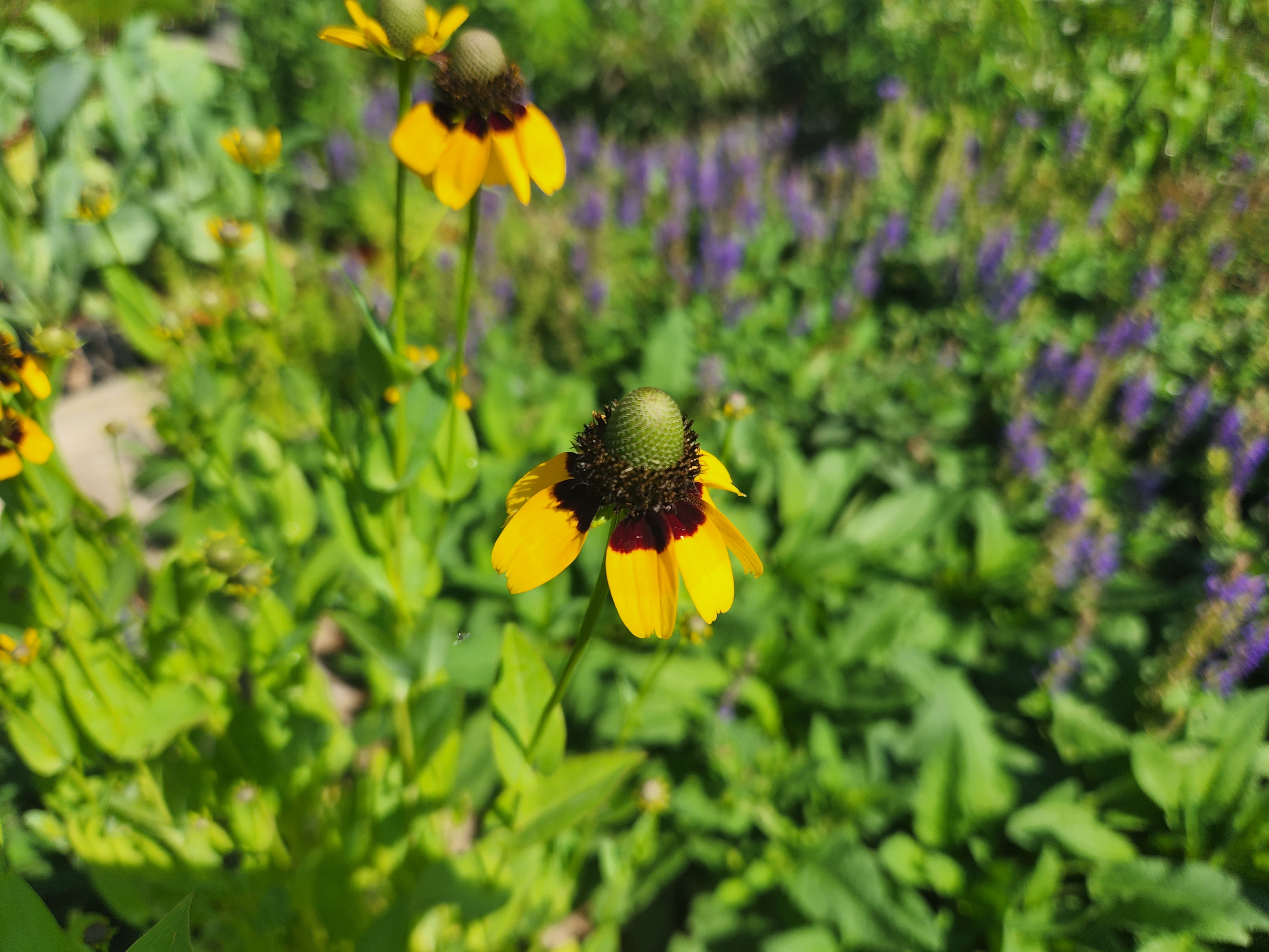 Rudbeckia amplexicaulis  (Clasping Coneflower)