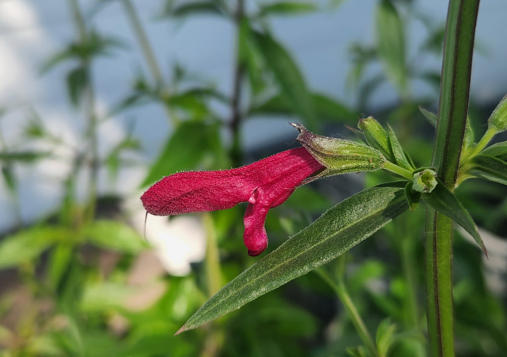 house plant with big red flowers Salvia pentstemonoides (Big Red Sage) – Eco Blossom Nursery