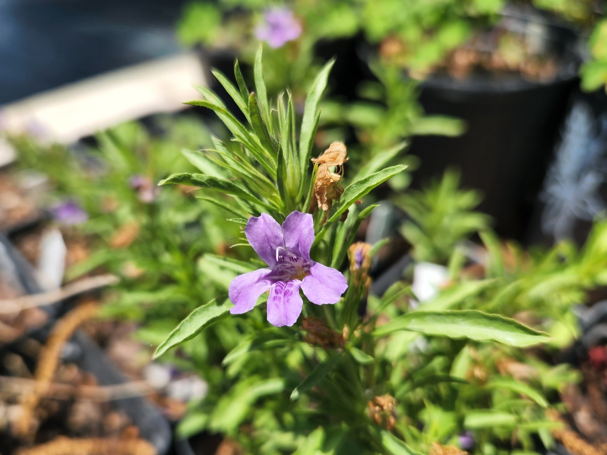 Dyschoriste linearis (Snake Herb) – Eco Blossom Nursery