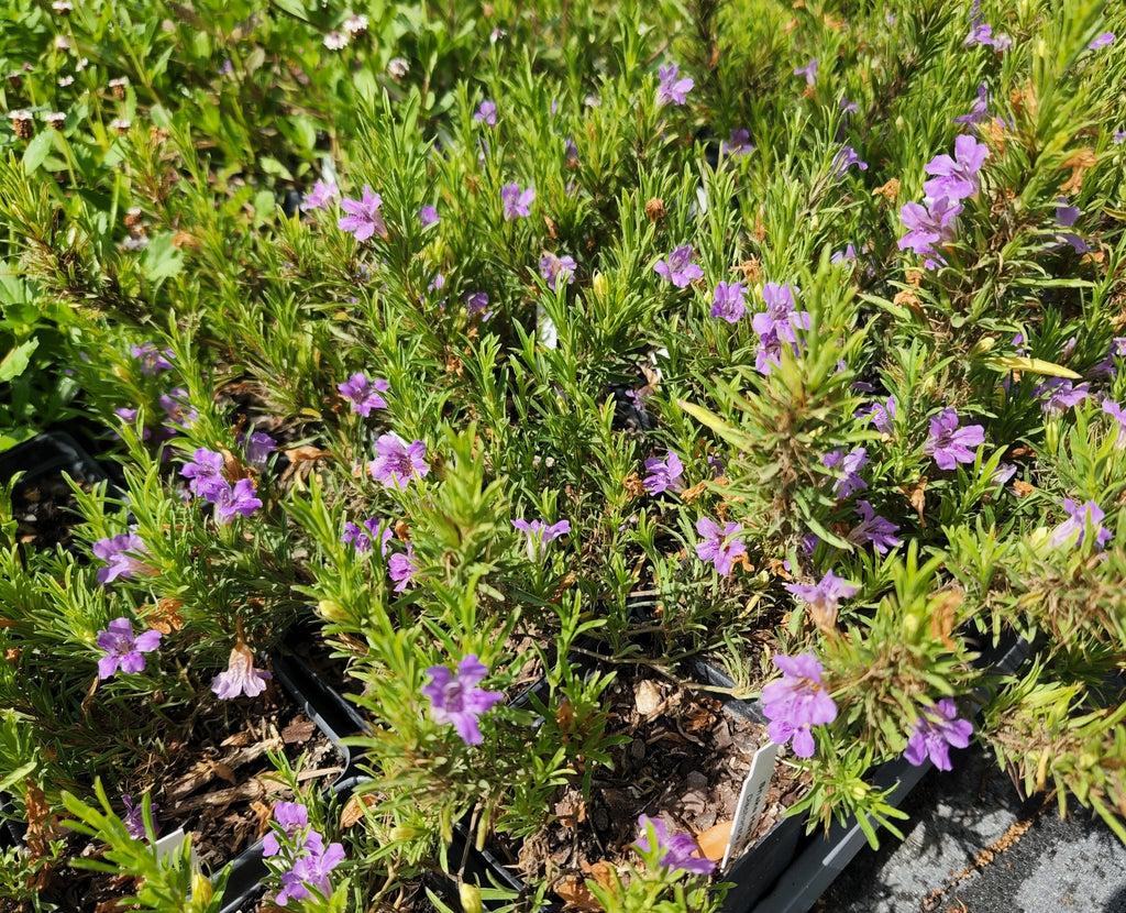 snake chaser plant Dyschoriste linearis (Snake Herb) – Eco Blossom Nursery