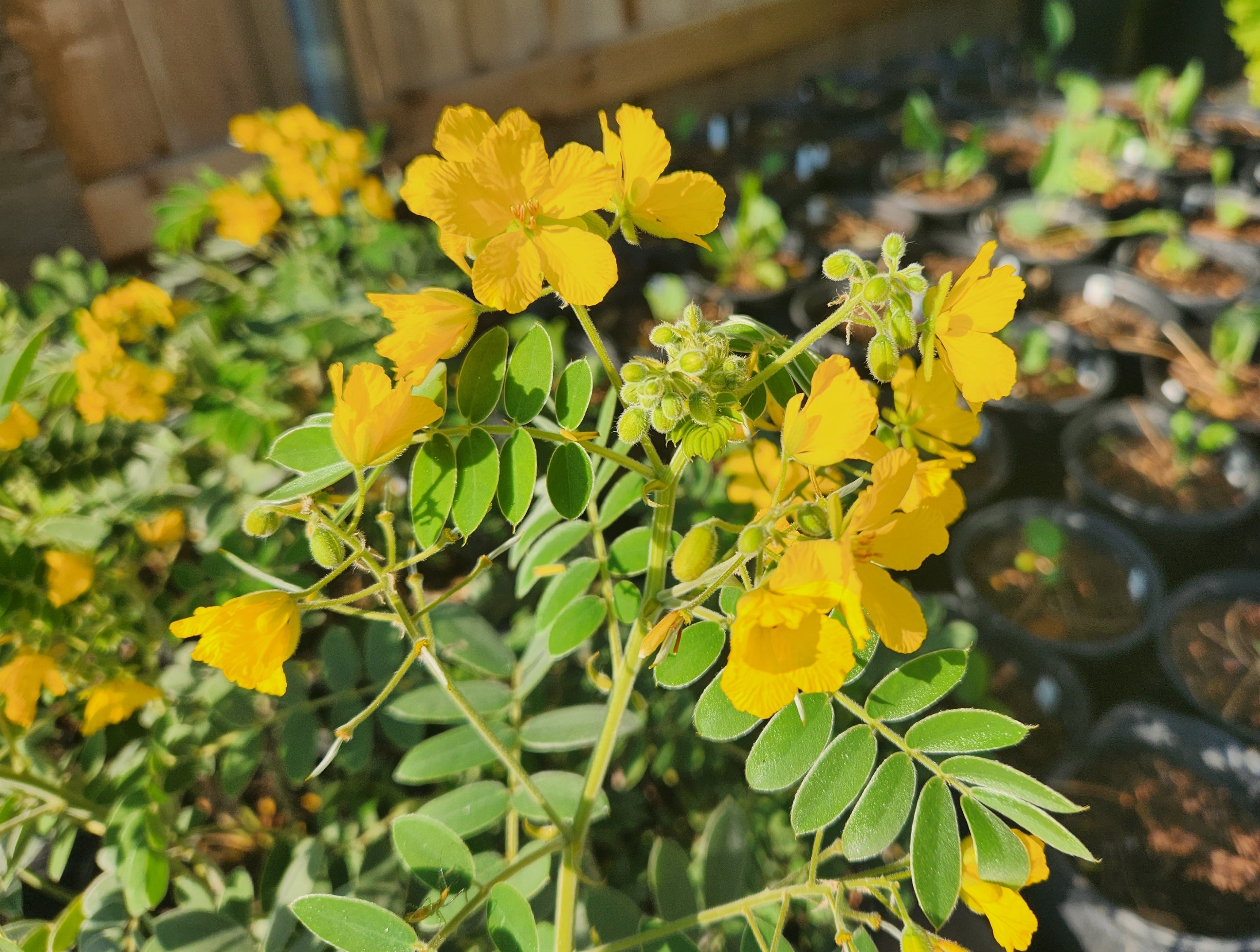 Senna lindheimeriana (Lindheimer's Senna)