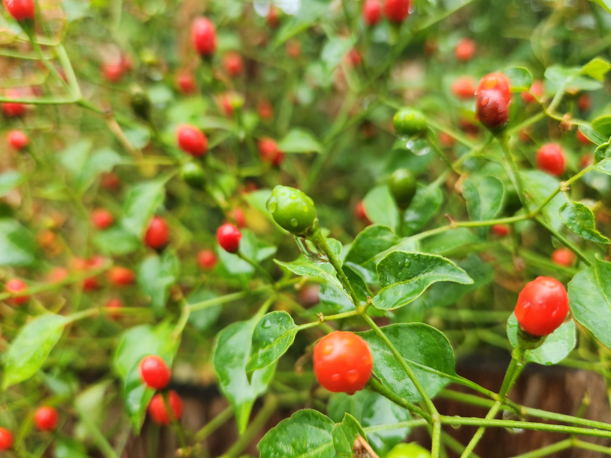 Capsicum annuum var. glabriusculum (Chile Petin) – Eco Blossom Nursery