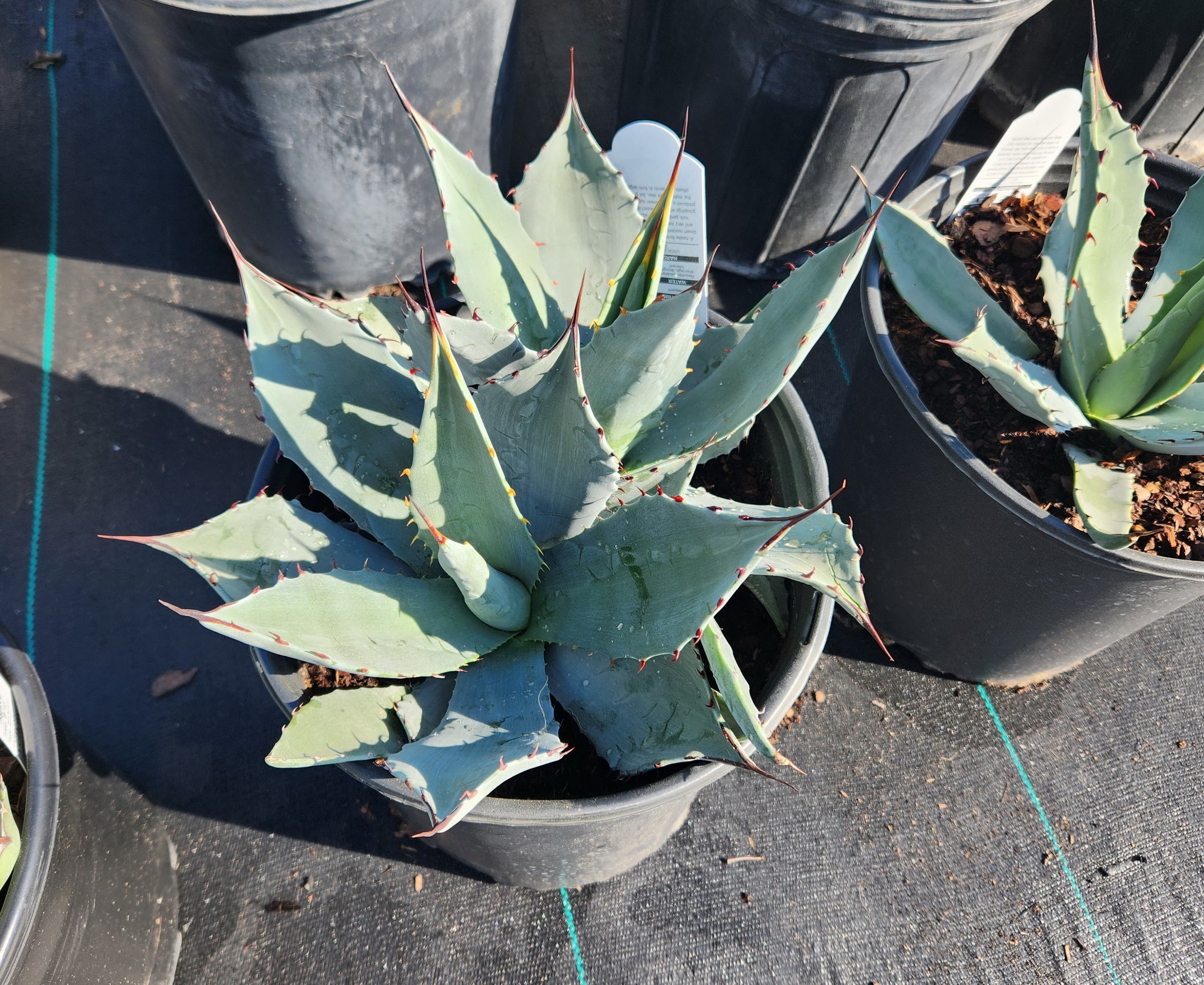 Agave parryi (Parry's Agave) – Eco Blossom Nursery