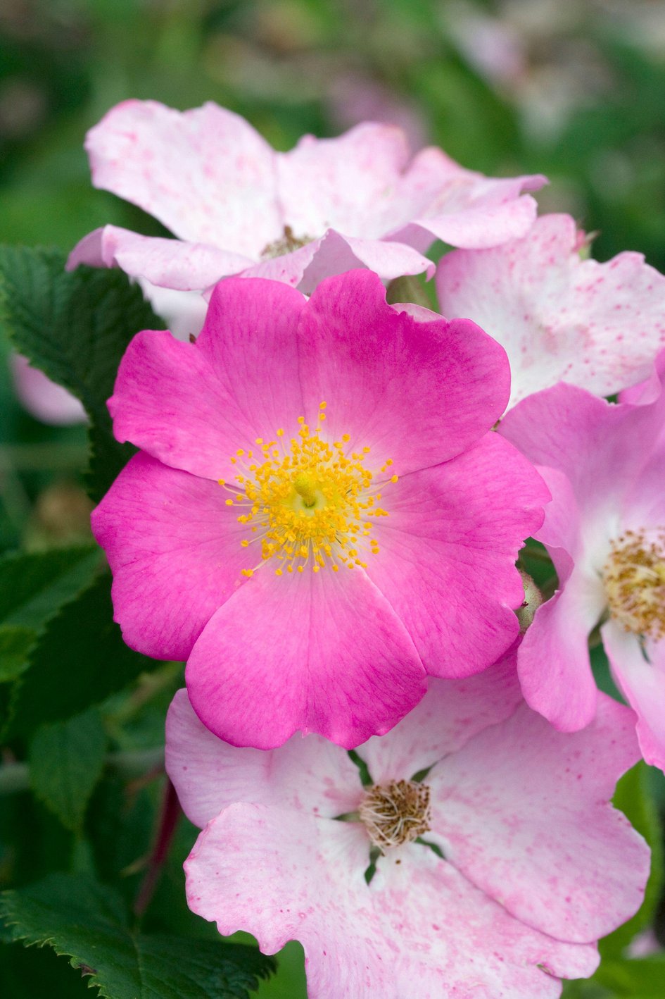 Rosa setigera (Climbing Prairie Rose) – Eco Blossom Nursery