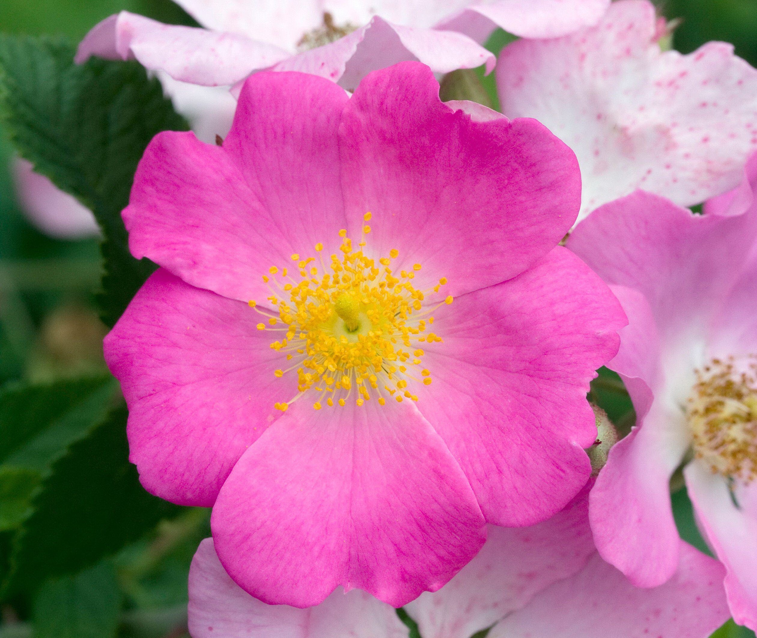 Rosa setigera (Climbing Prairie Rose) – Eco Blossom Nursery