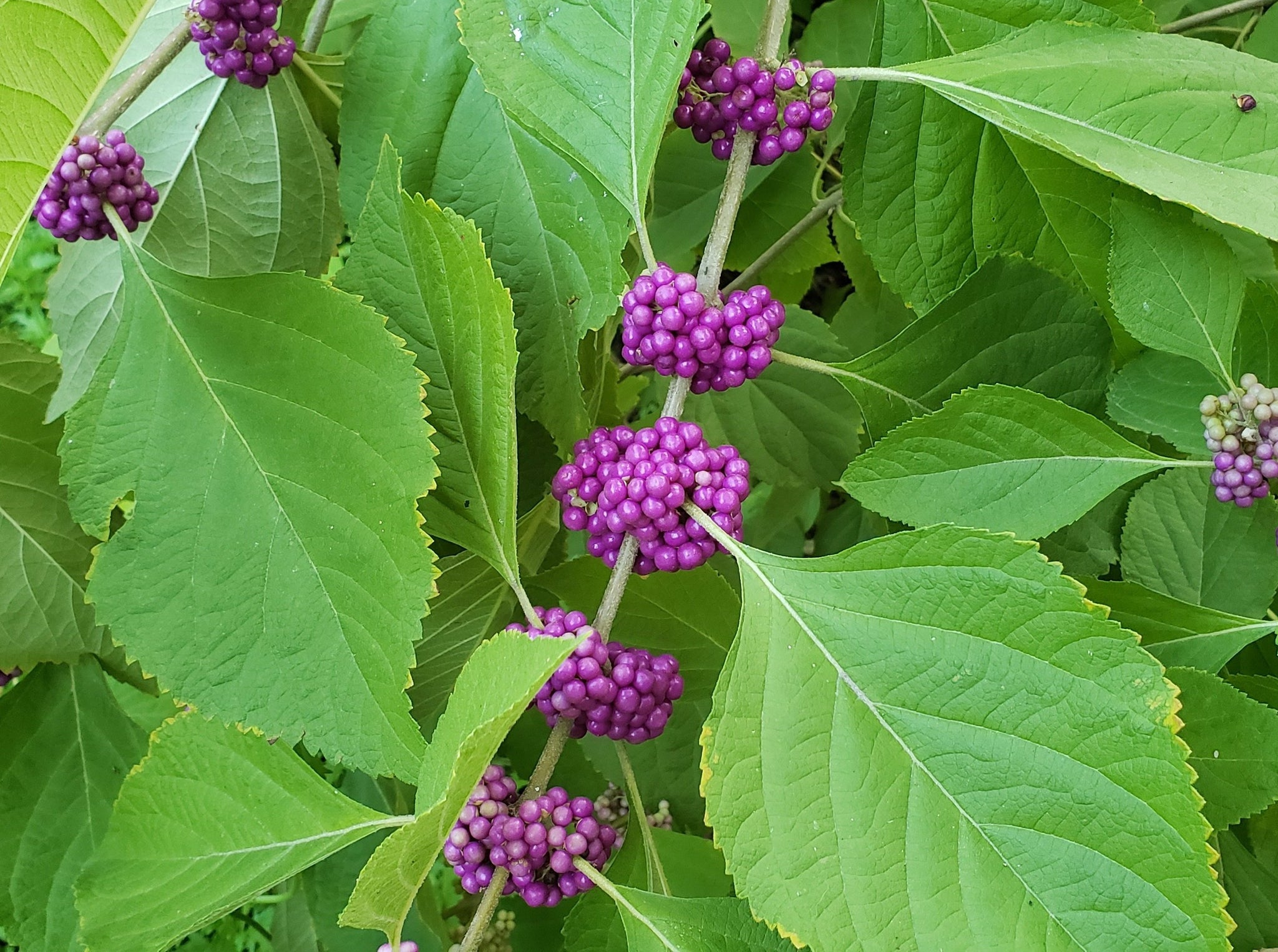 Callicarpa americana (American Beautyberry purple)