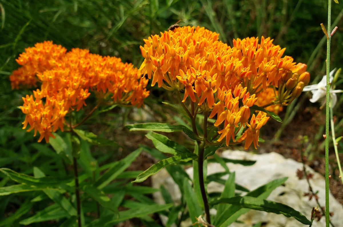 Butterfly Weed (Asclepias tuberosa)