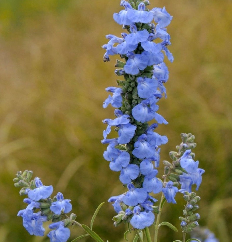 Salvia azurea (Azure Blue Sage) – Eco Blossom Nursery
