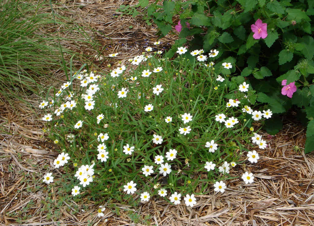Blackfoot daisy (Melampodium leucanthum)
