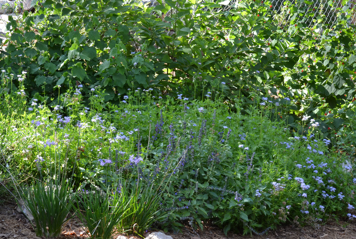 Gregg's Mistflower (Conoclinium greggii)