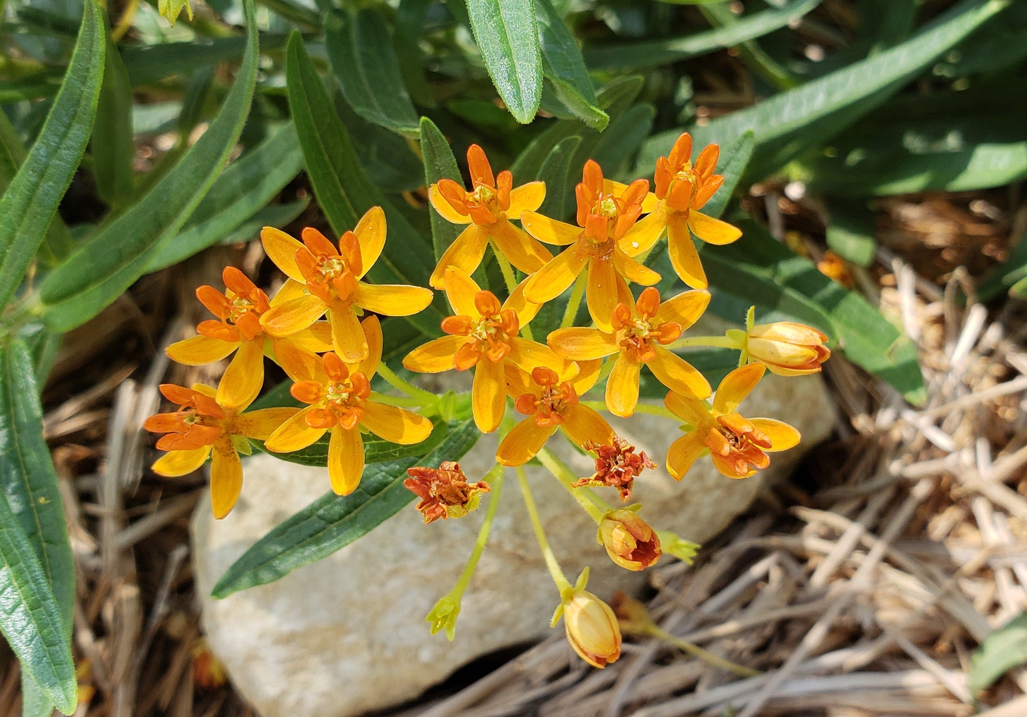 Asclepias tuberosa (Butterfly Weed) – Eco Blossom Nursery