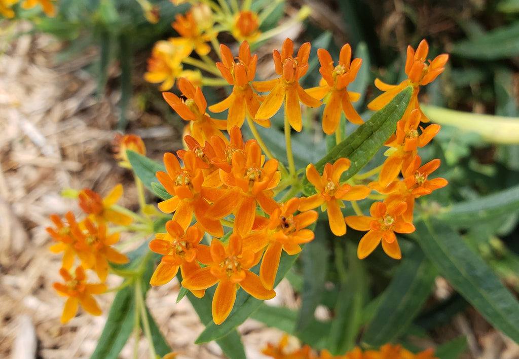 Butterfly weed (Asclepias tuberosa)