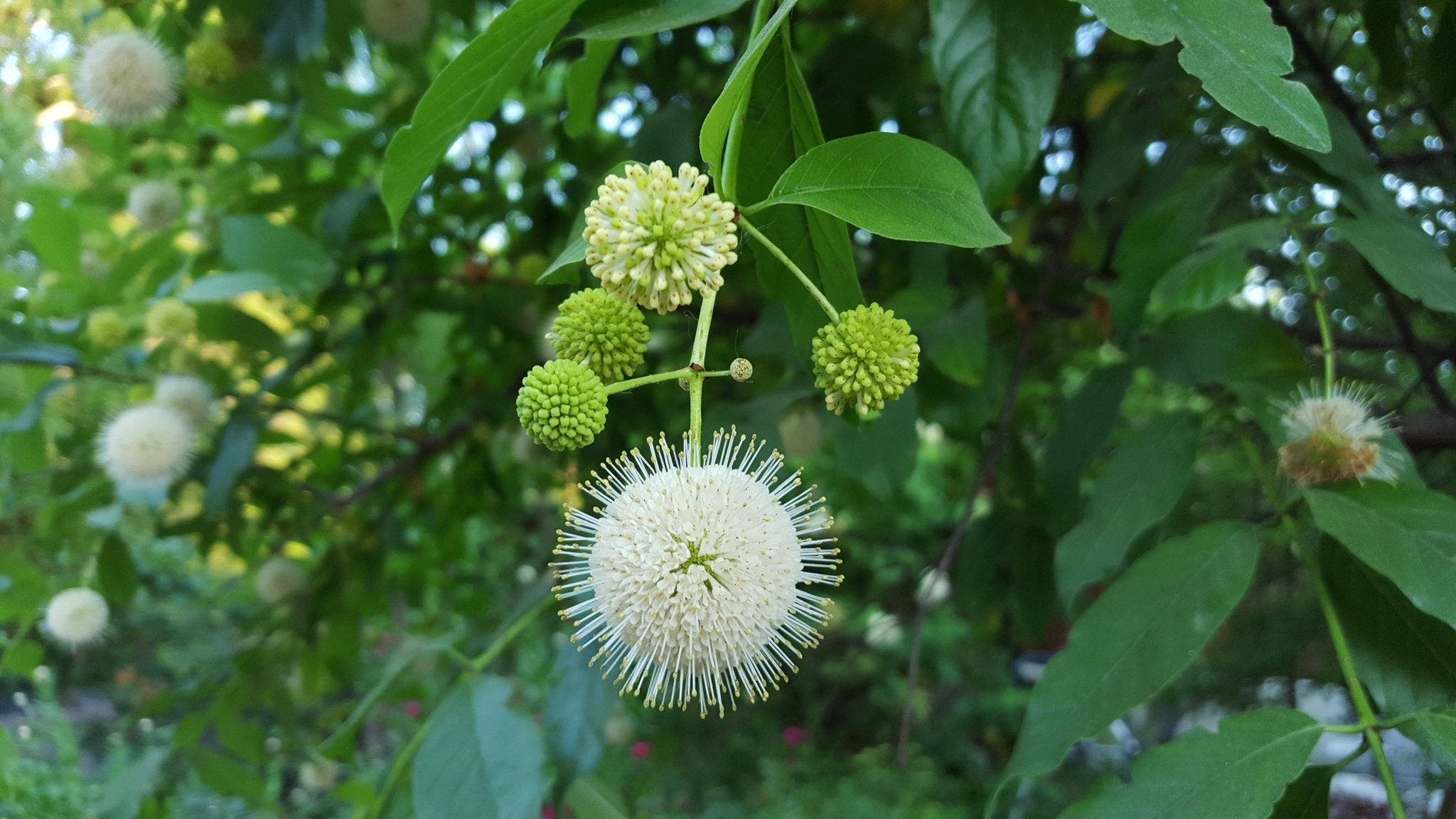 Button Bsh Cephalanthus occidentalis (Buttonbush) – Eco Blossom Nursery