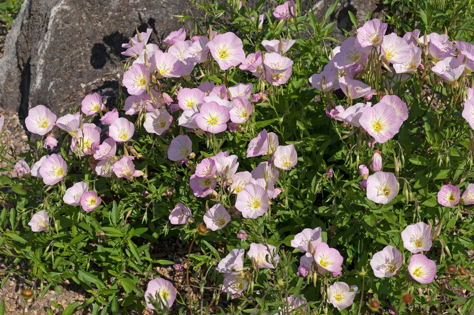 Oenothera Speciosa