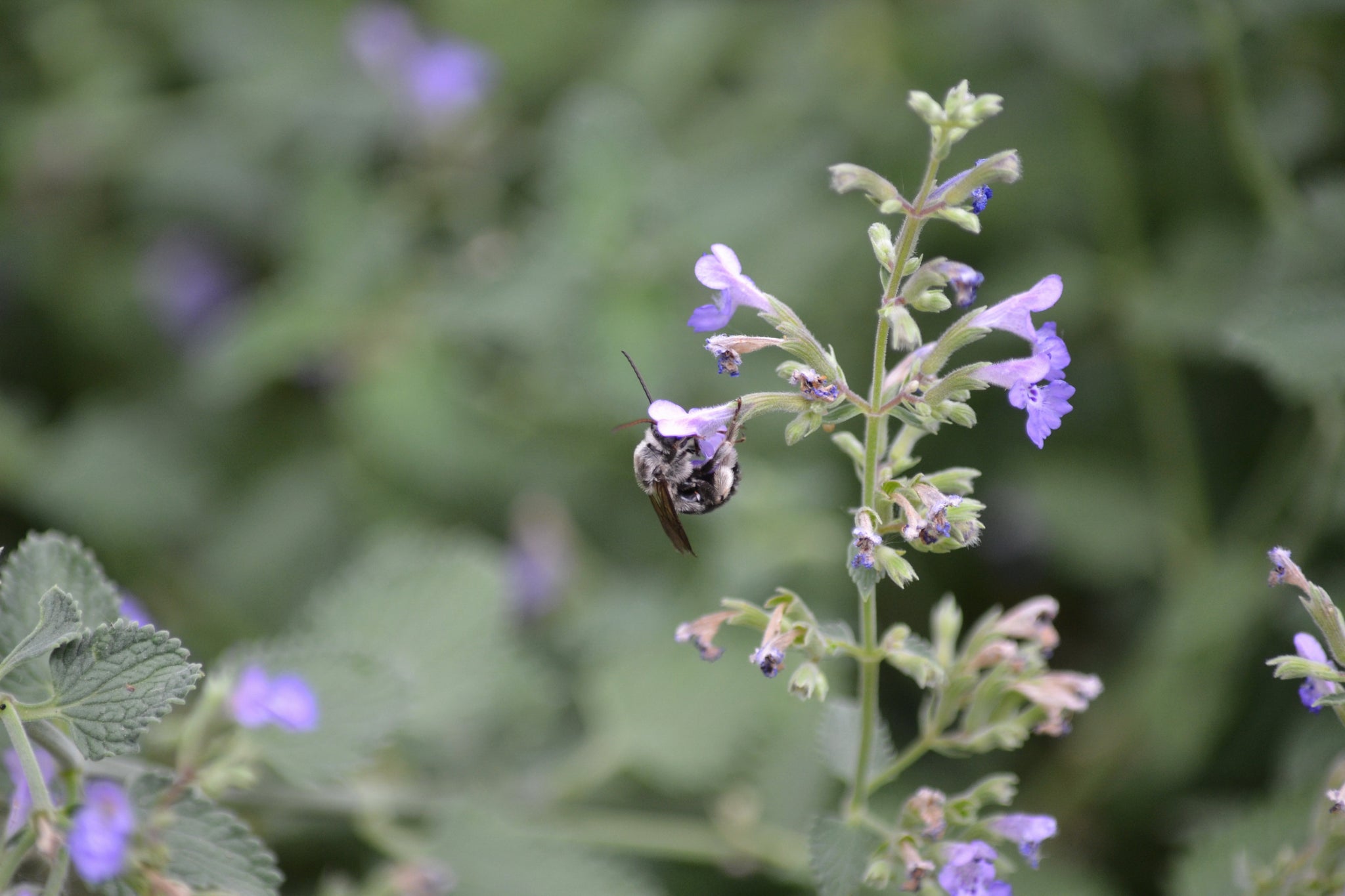 Nepeta x faassenii (Catmint 'Walker's Low') – Eco Blossom Nursery