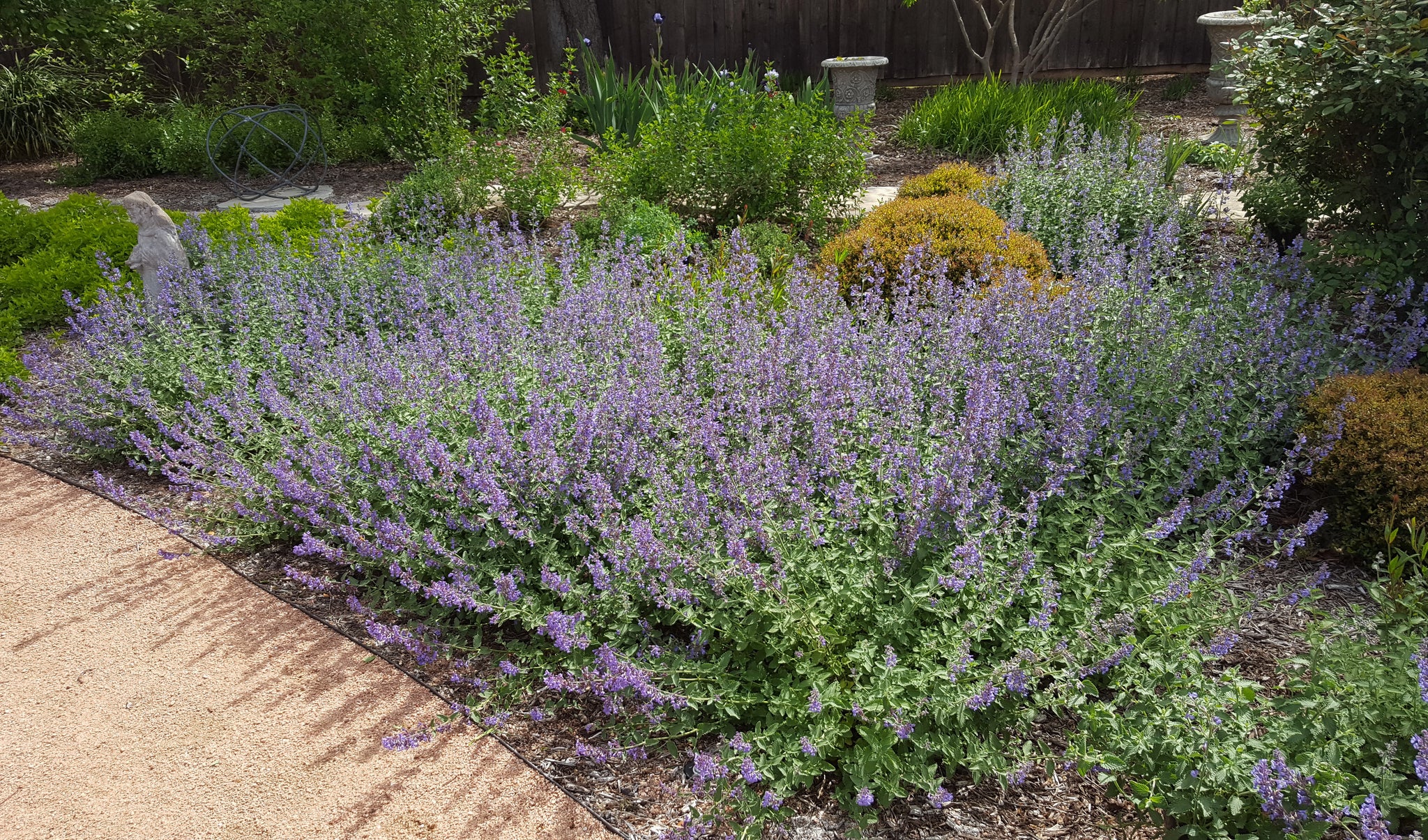 Nepeta x faassenii (Catmint 'Walker's Low') – Eco Blossom Nursery