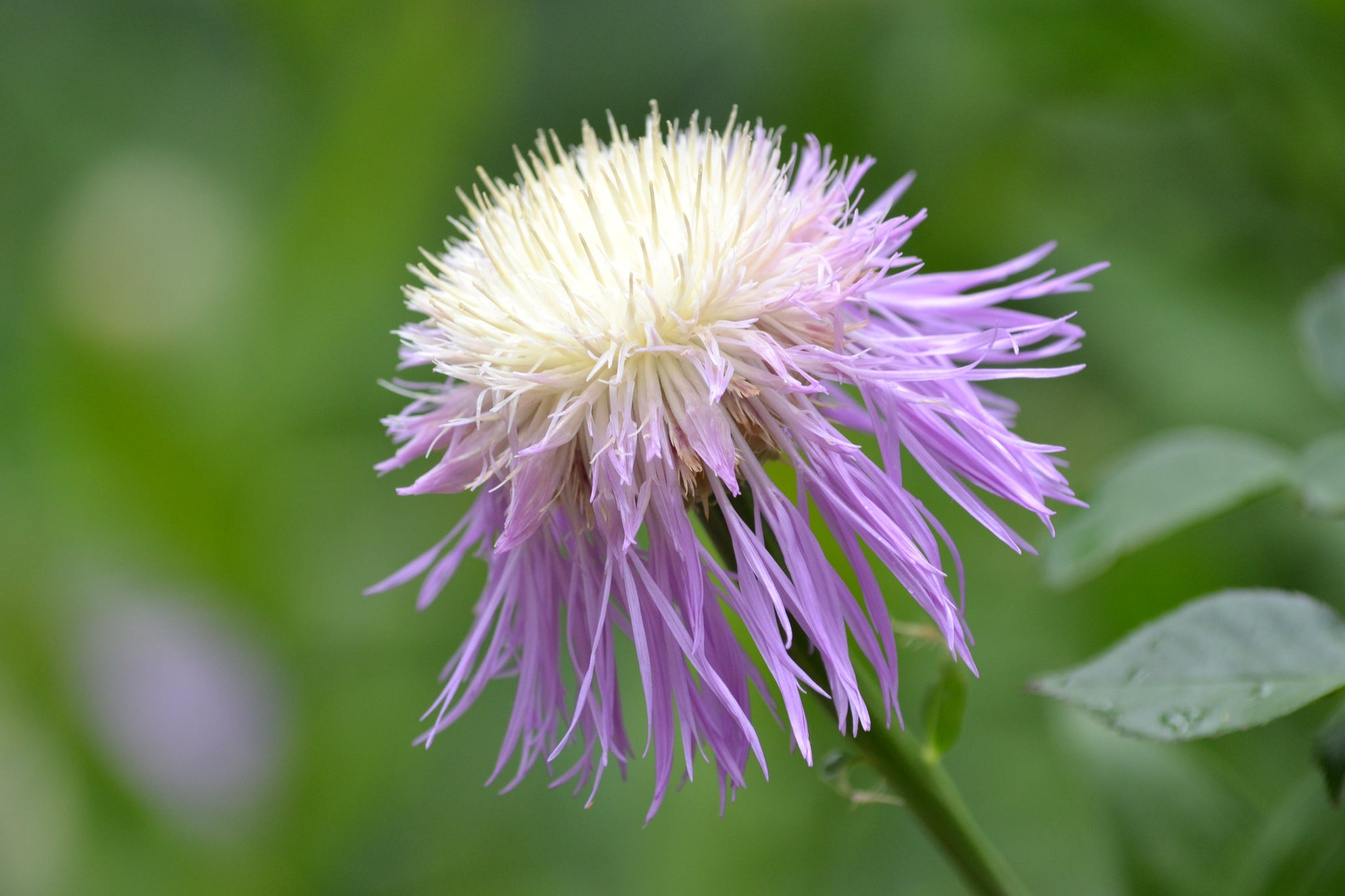 Plectocephalus americana (American Basketflower) – Eco Blossom Nursery