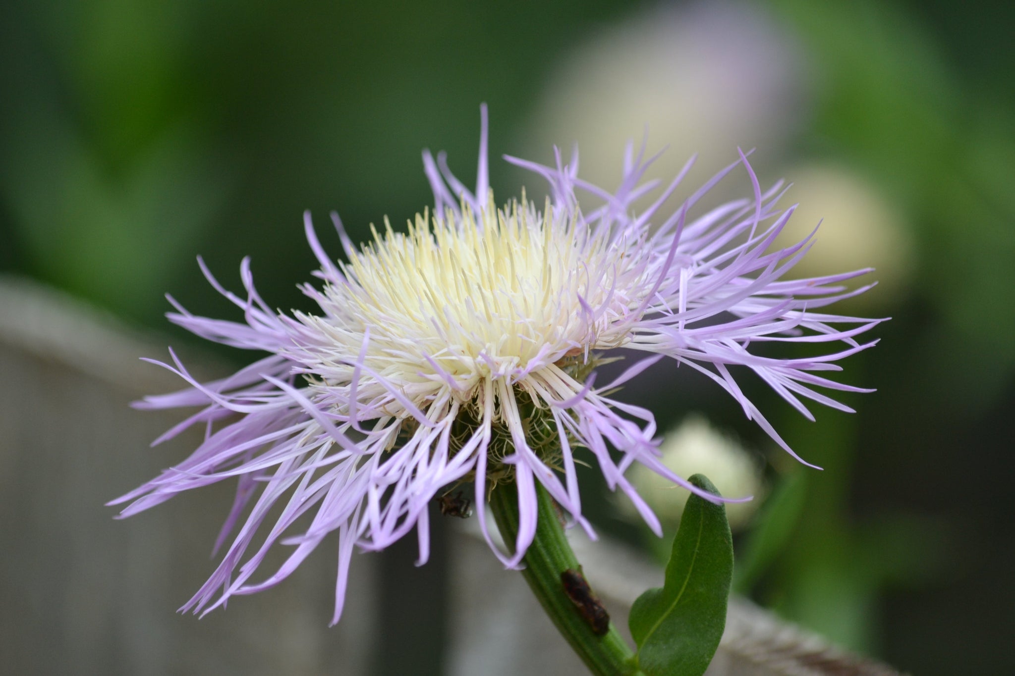 american basket flower seeds Plectocephalus americana (American Basketflower) – Eco Blossom Nursery