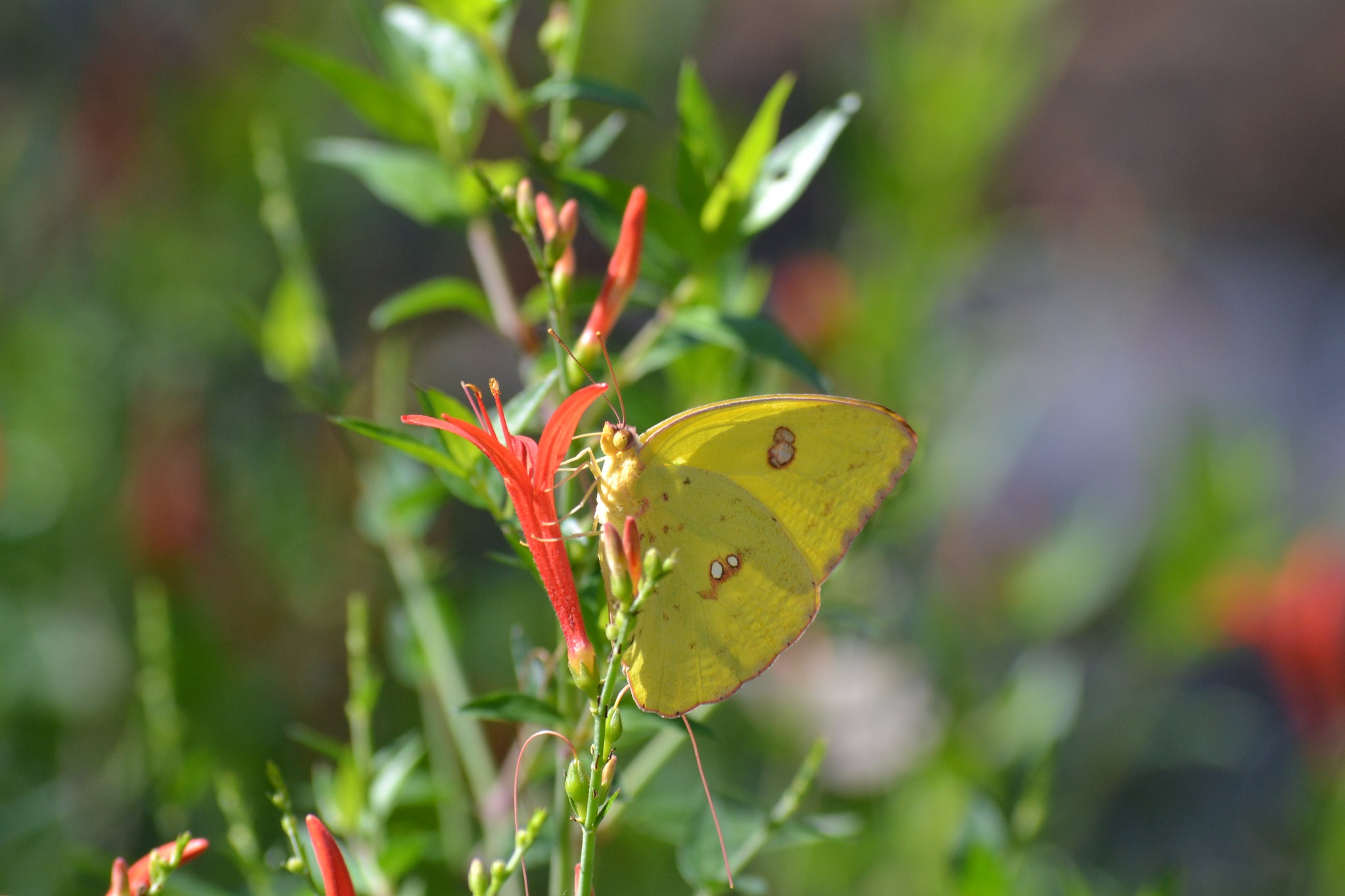 Anisacanthus quadrifidus var. wrightii (Flame Acanthus) – Eco