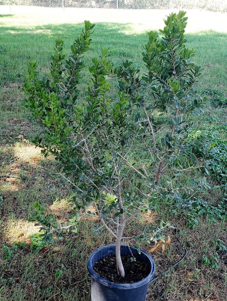 Elbow bush (Forestiera pubescens)