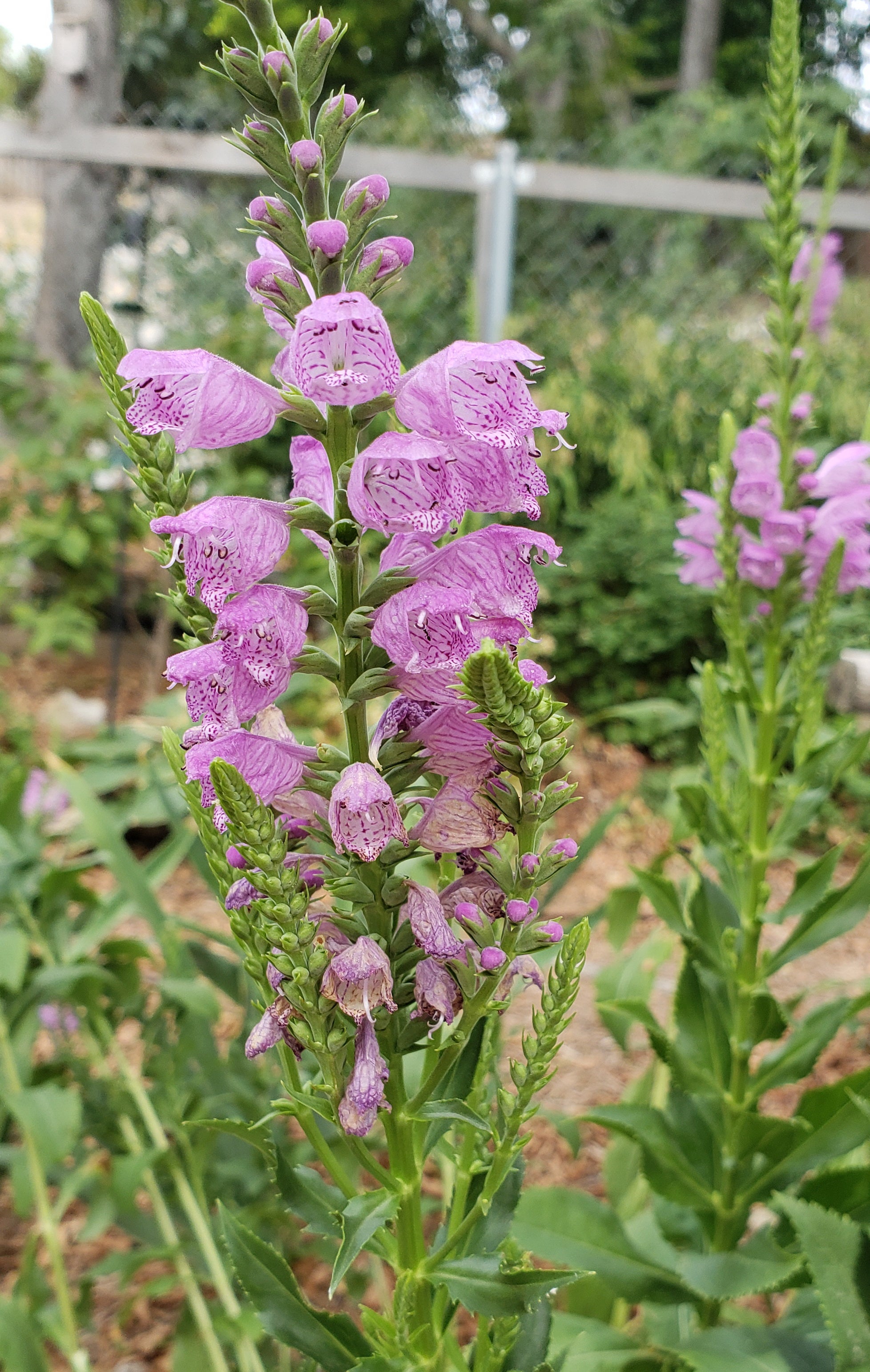 lavender obedient plant Physostegia virginiana (Fall Obedient Plant) – Eco Blossom Nursery