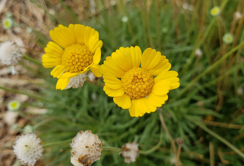 Four-nerve daisy (Tetraneuris scaposa)