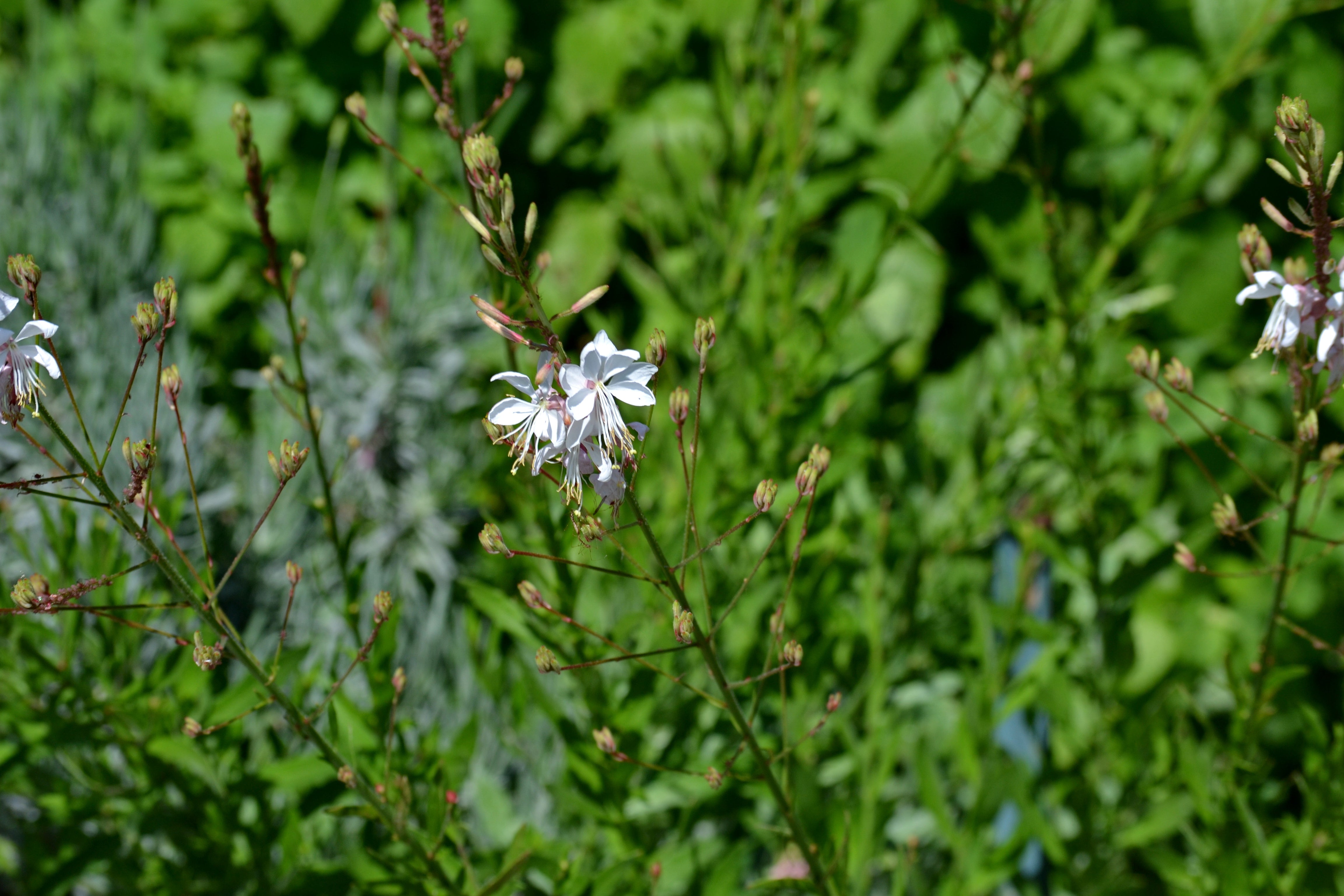 Oenothera lindheimeri 'Belleza White' (Gaura 'Belleza White')