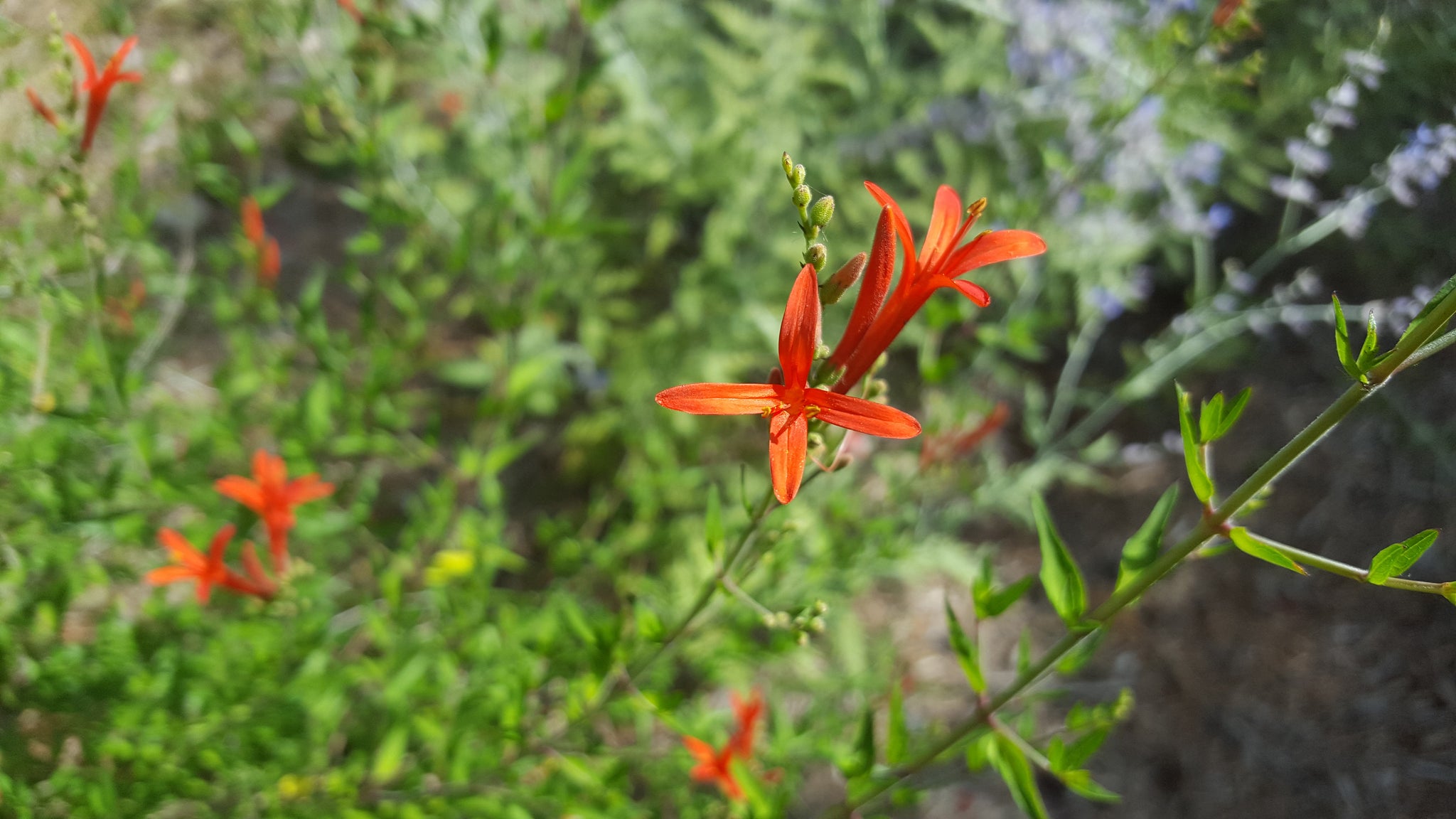 Anisacanthus quadrifidus var. wrightii (Flame Acanthus) – Eco