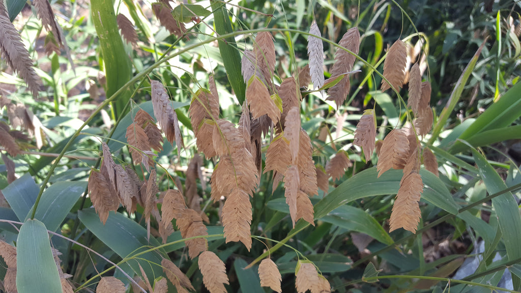 Inland sea oats (Chasmanthium latifolium)