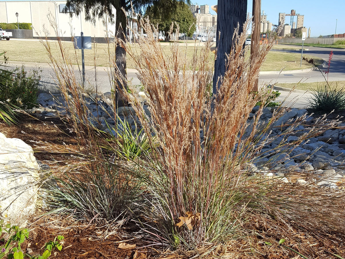 Little Bluestem grass clump