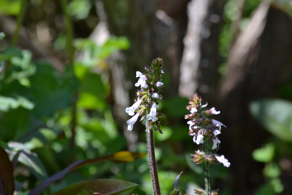 Lyreleaf sage (Salvia lyrata)