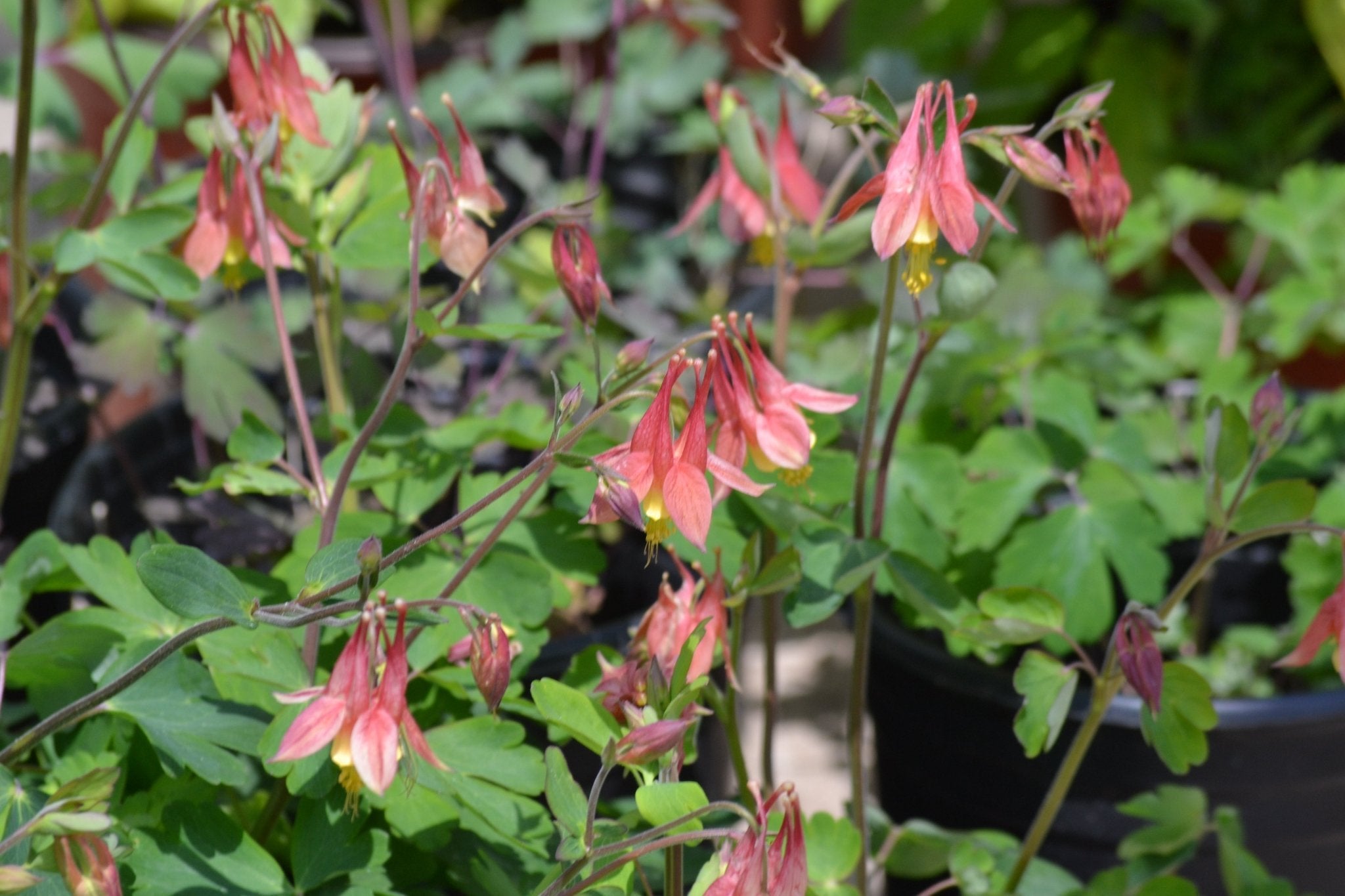 Red Columbine Flower Essence