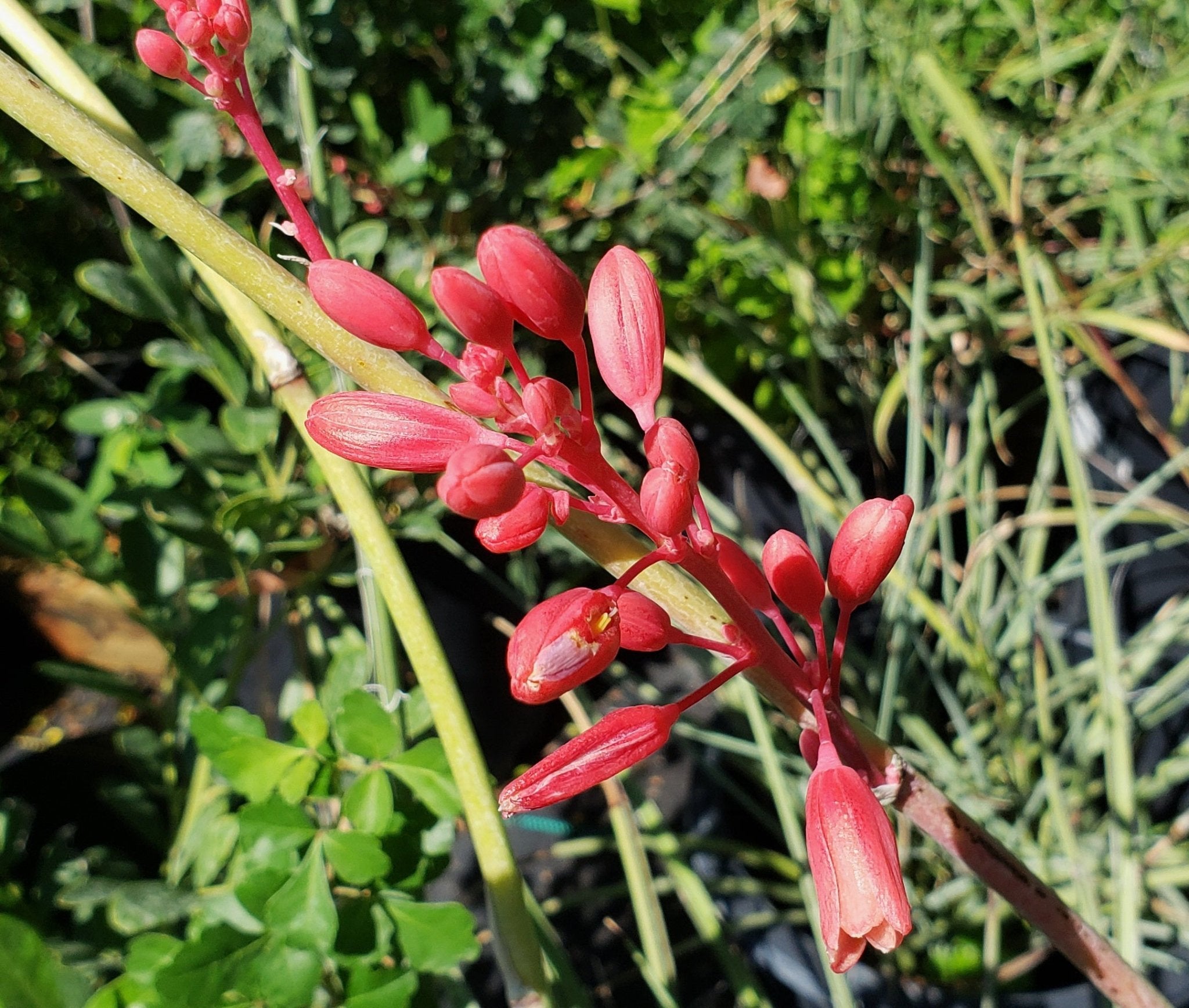 Redd Yucca Red Yucca Flower