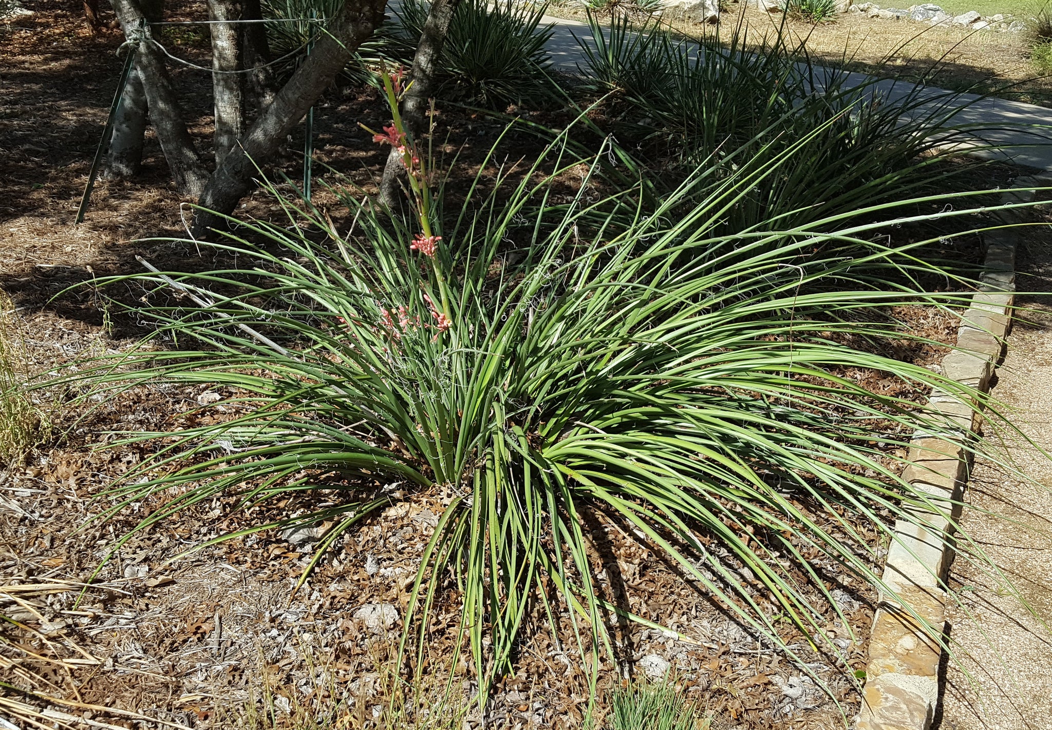 can red yucca grow in shade Hesperaloe parviflora (Red Yucca) – Eco Blossom Nursery