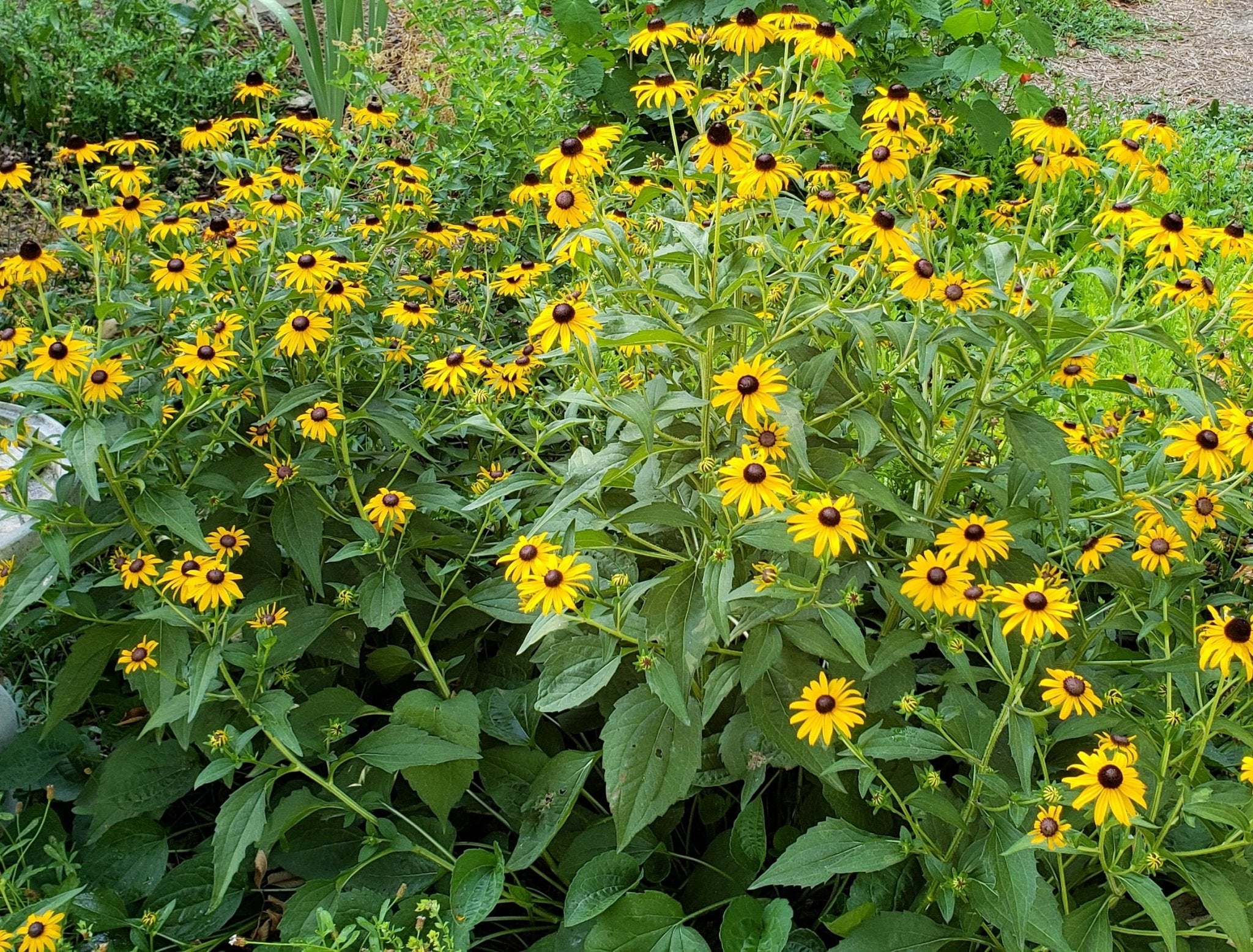 Rudbeckia Goldsturm Size
