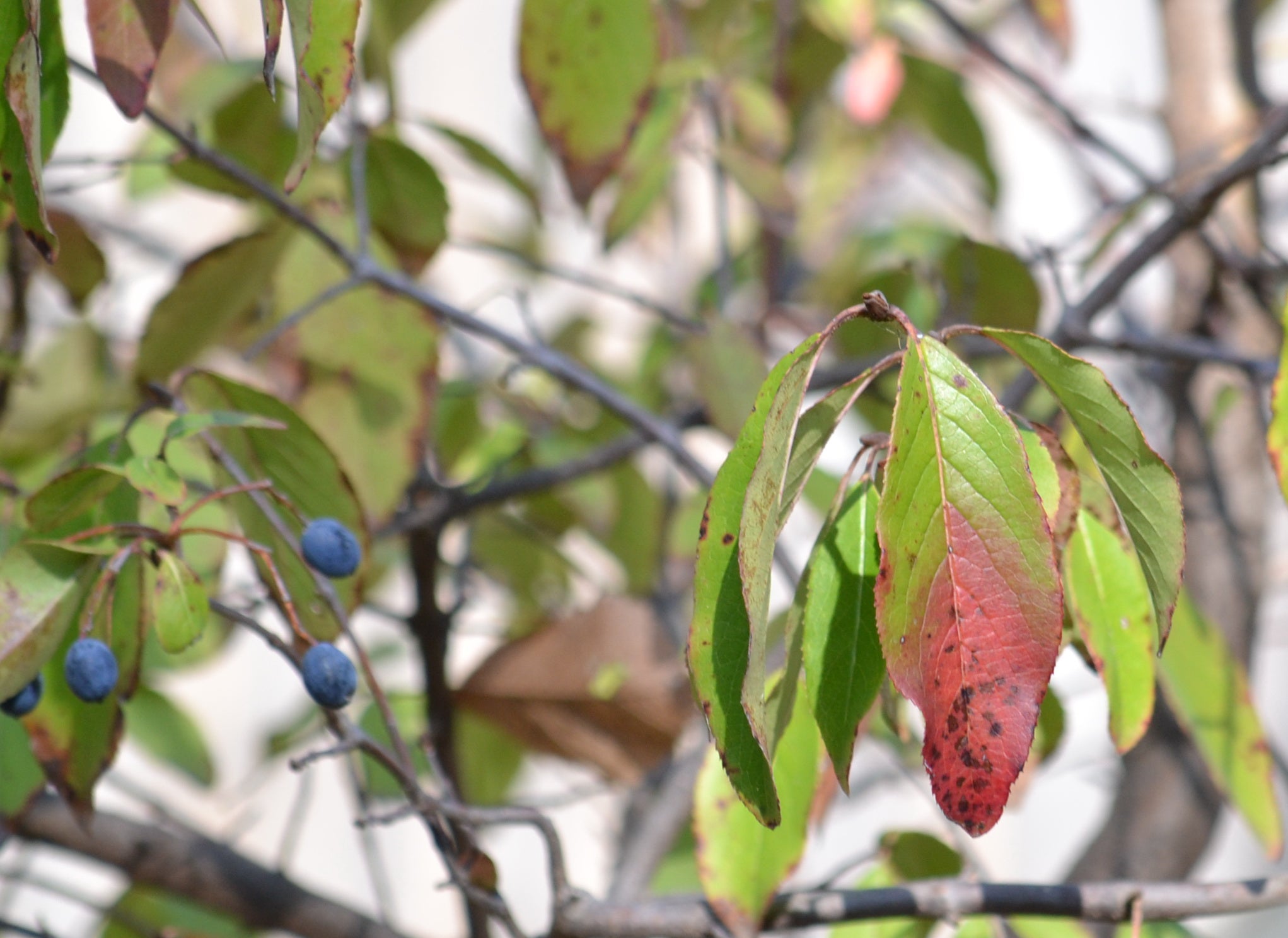 Viburnum rufidulum (Rusty Blackhaw Viburnum)