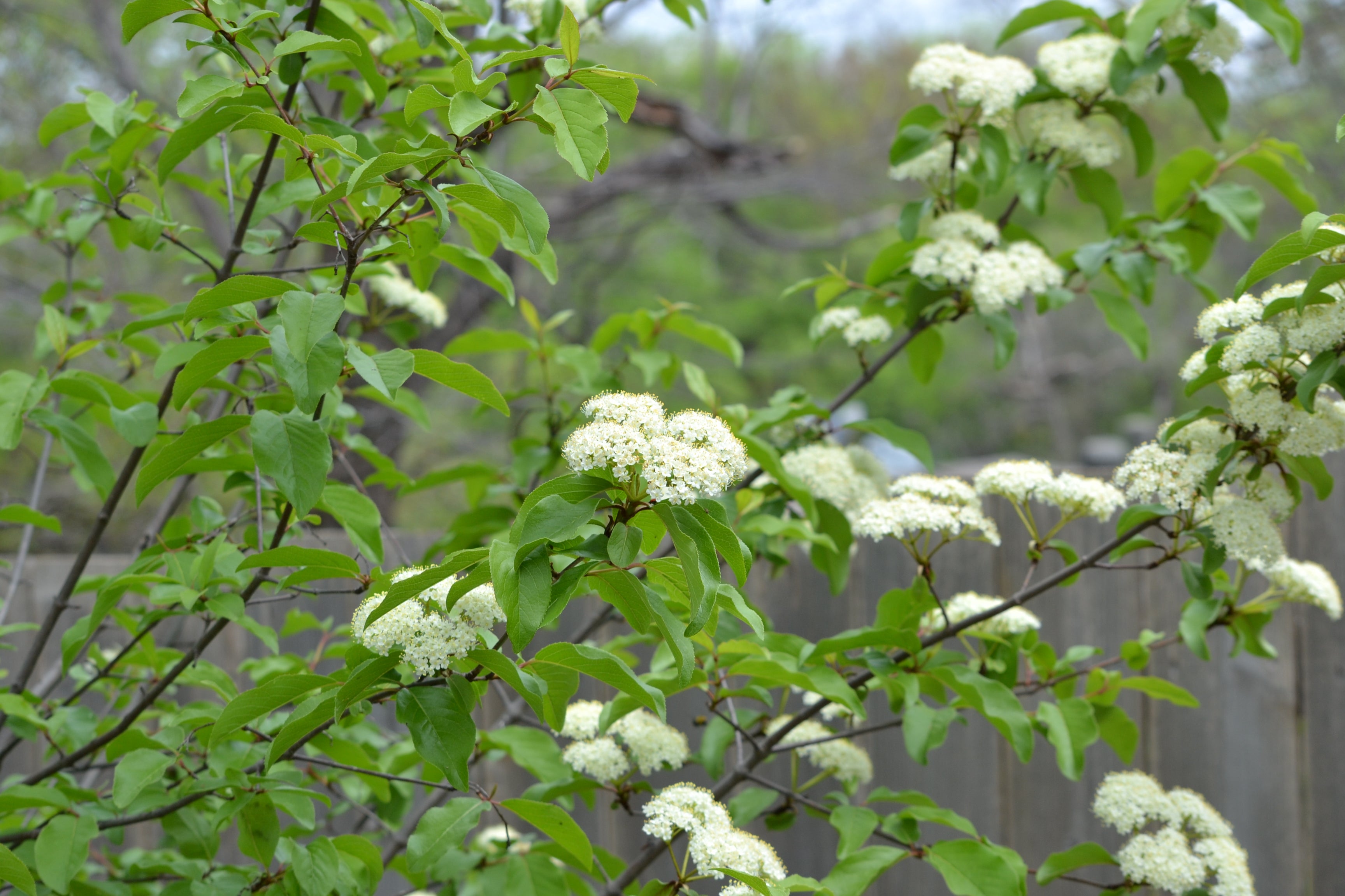 Viburnum rufidulum (Rusty Blackhaw Viburnum)