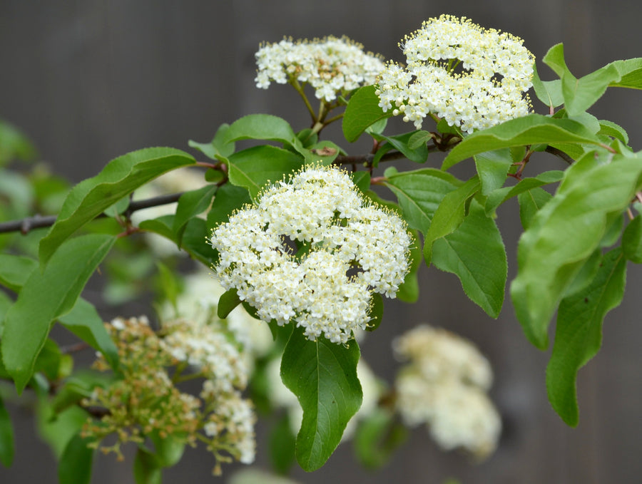 Viburnum rufidulum (Rusty Blackhaw Viburnum)