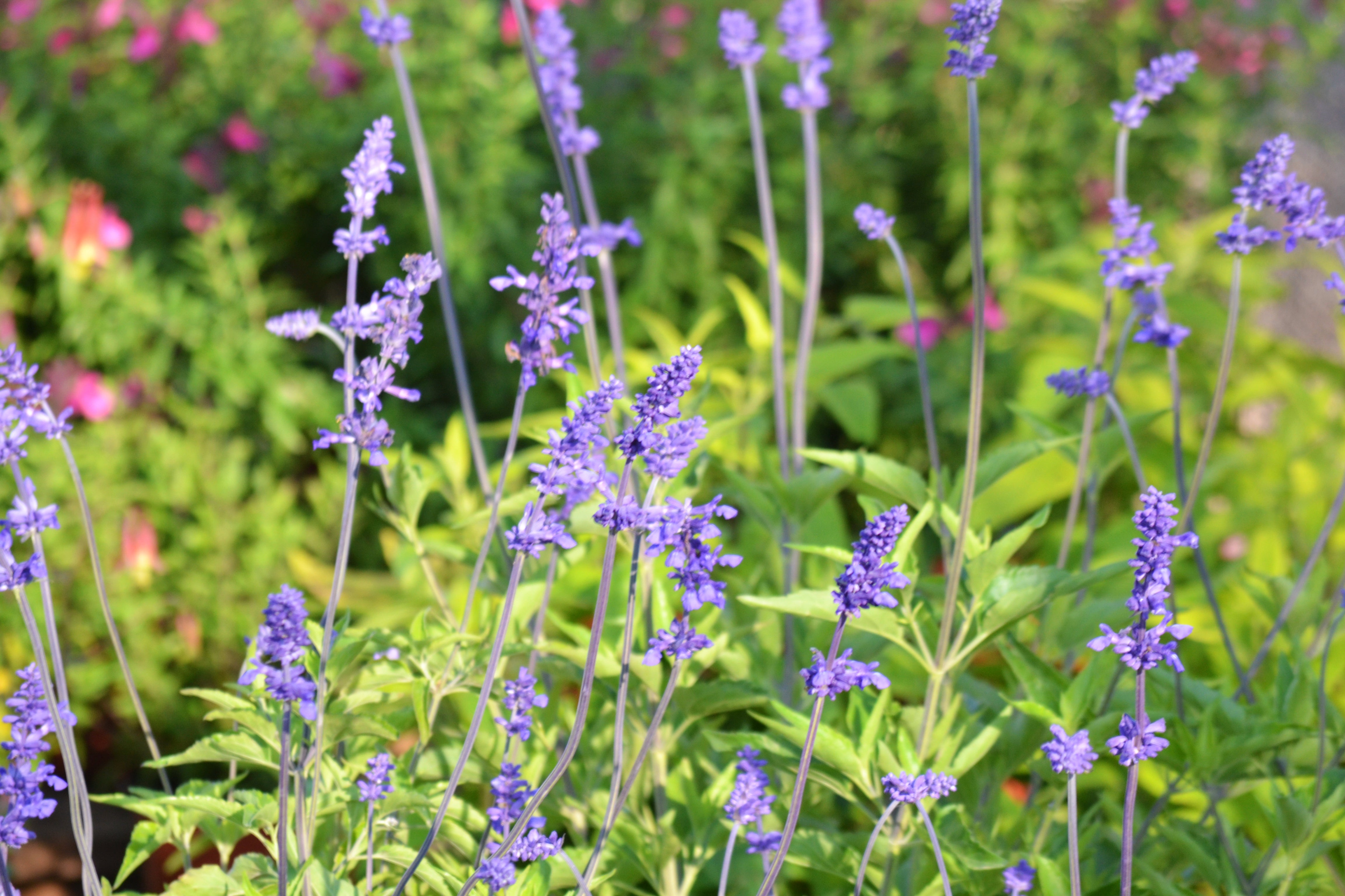 mealy sage plant Salvia farinacea (Mealy Blue Sage 'Henry Duelberg')