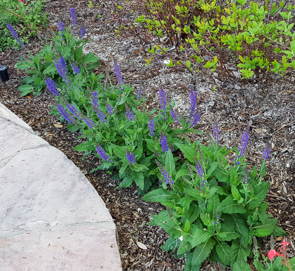 Salvia 'May Night' (Salvia x sylvestris 'May Night')