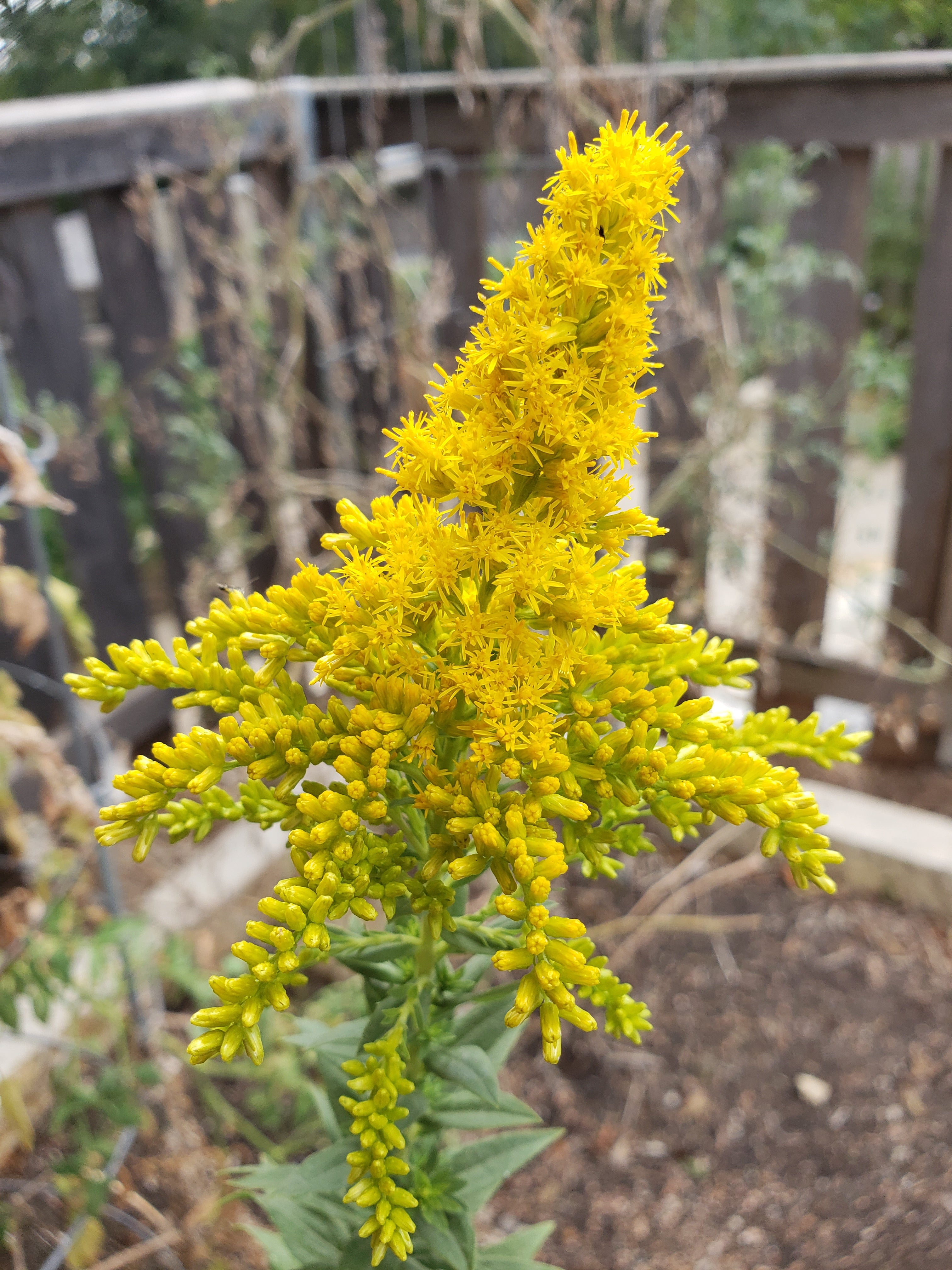 Goldenrod Goldenrod Plant