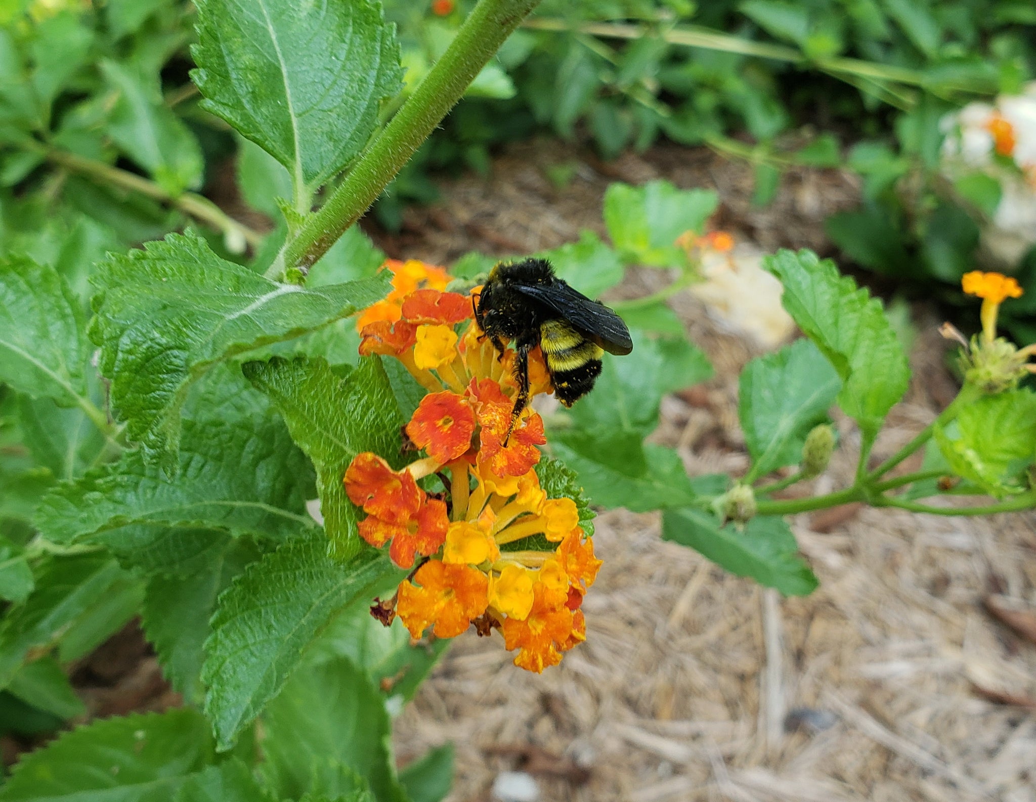 lantana plant texas Lantana urticoides (Texas Lantana) – Eco Blossom Nursery