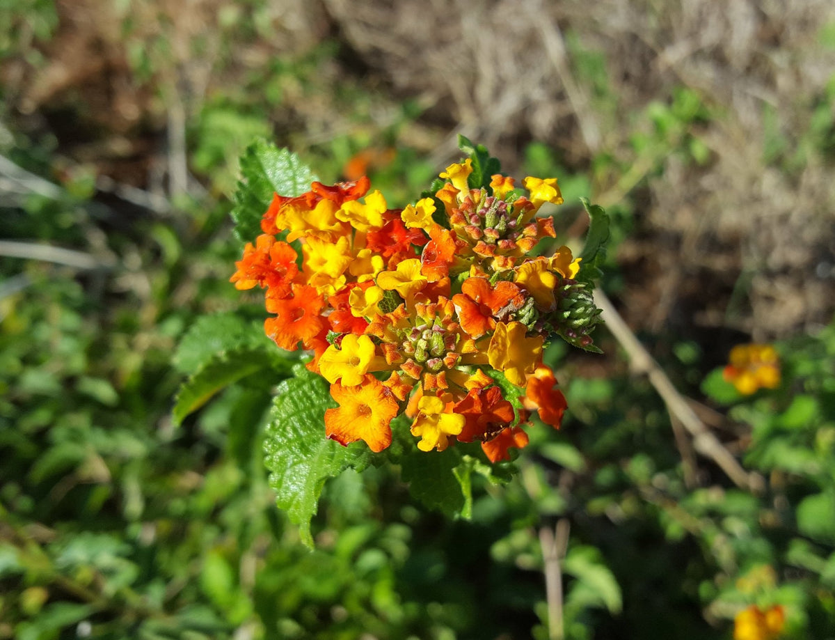 Texas Lantana in bloom