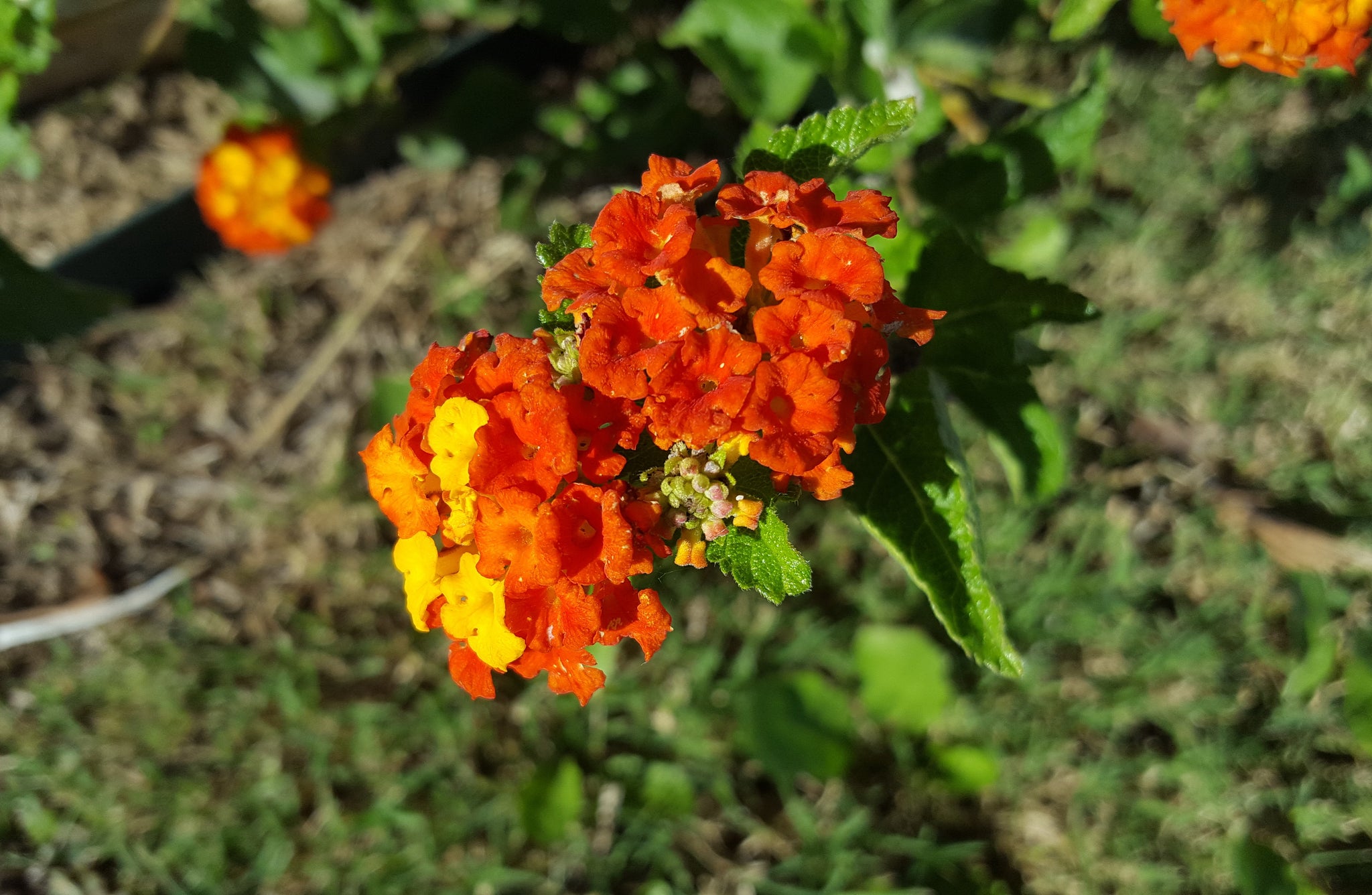 Lantana urticoides (Texas Lantana) – Eco Blossom Nursery