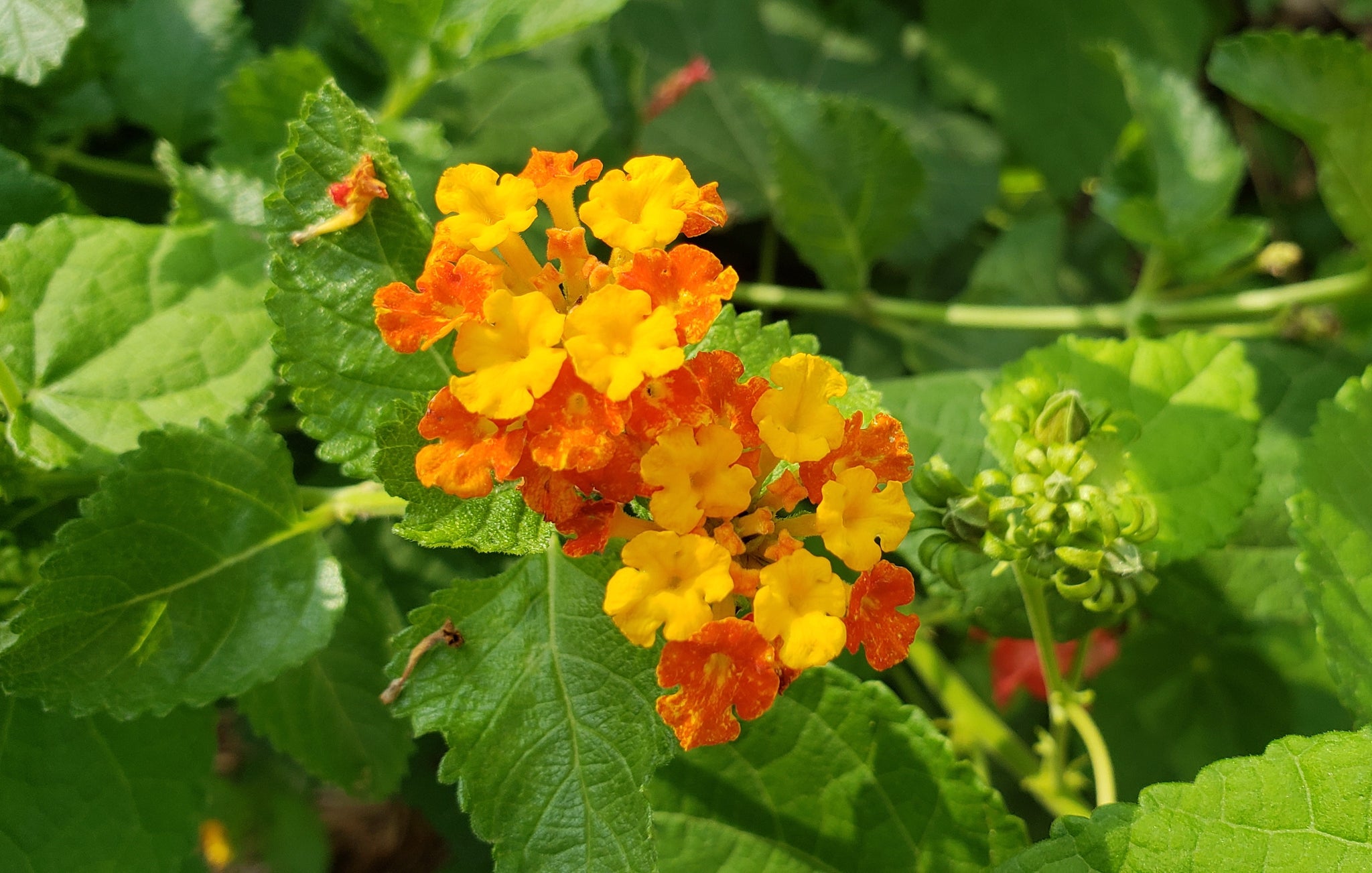 Lantana urticoides (Texas Lantana) – Eco Blossom Nursery