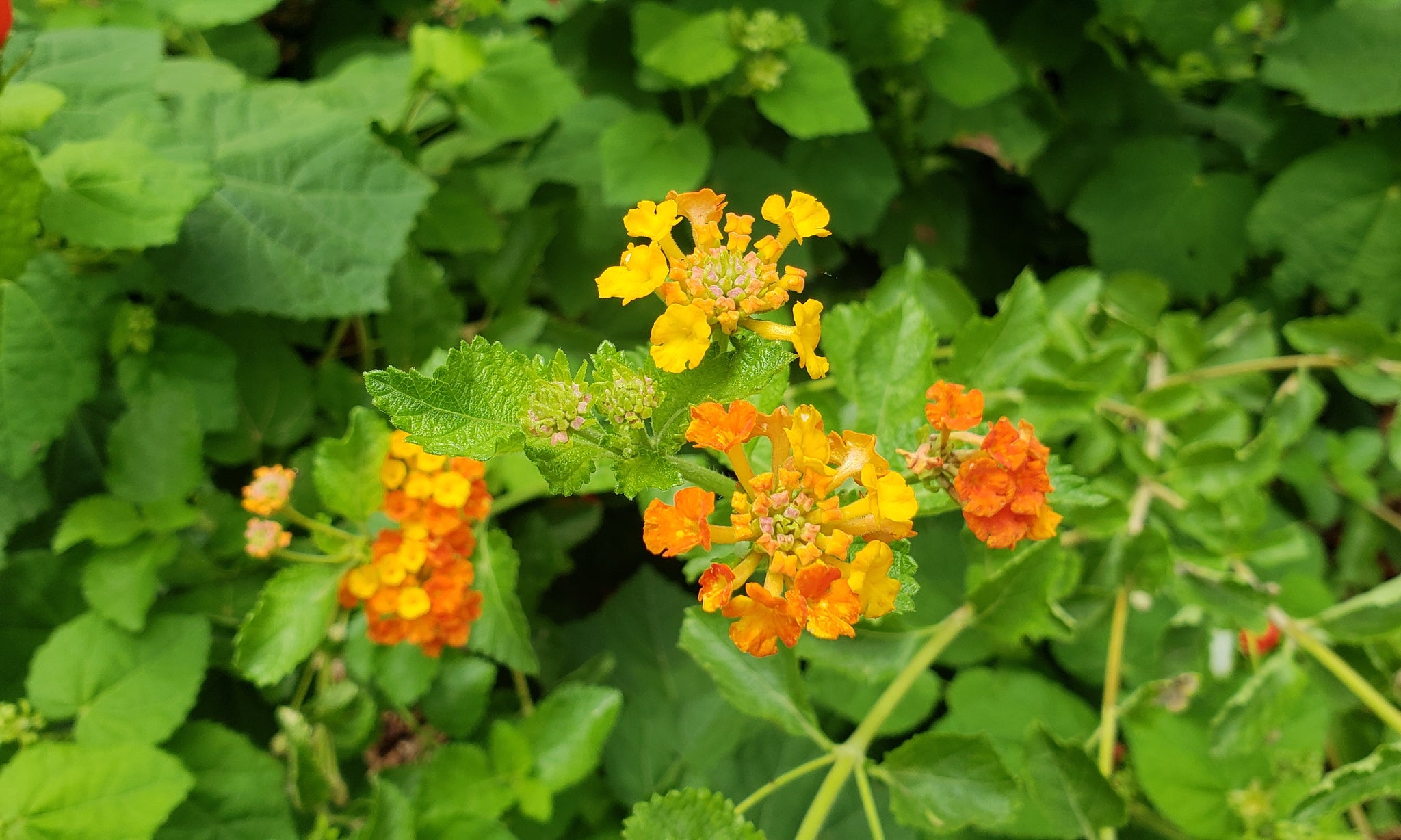 lantana plant texas Lantana urticoides (Texas Lantana) – Eco Blossom Nursery