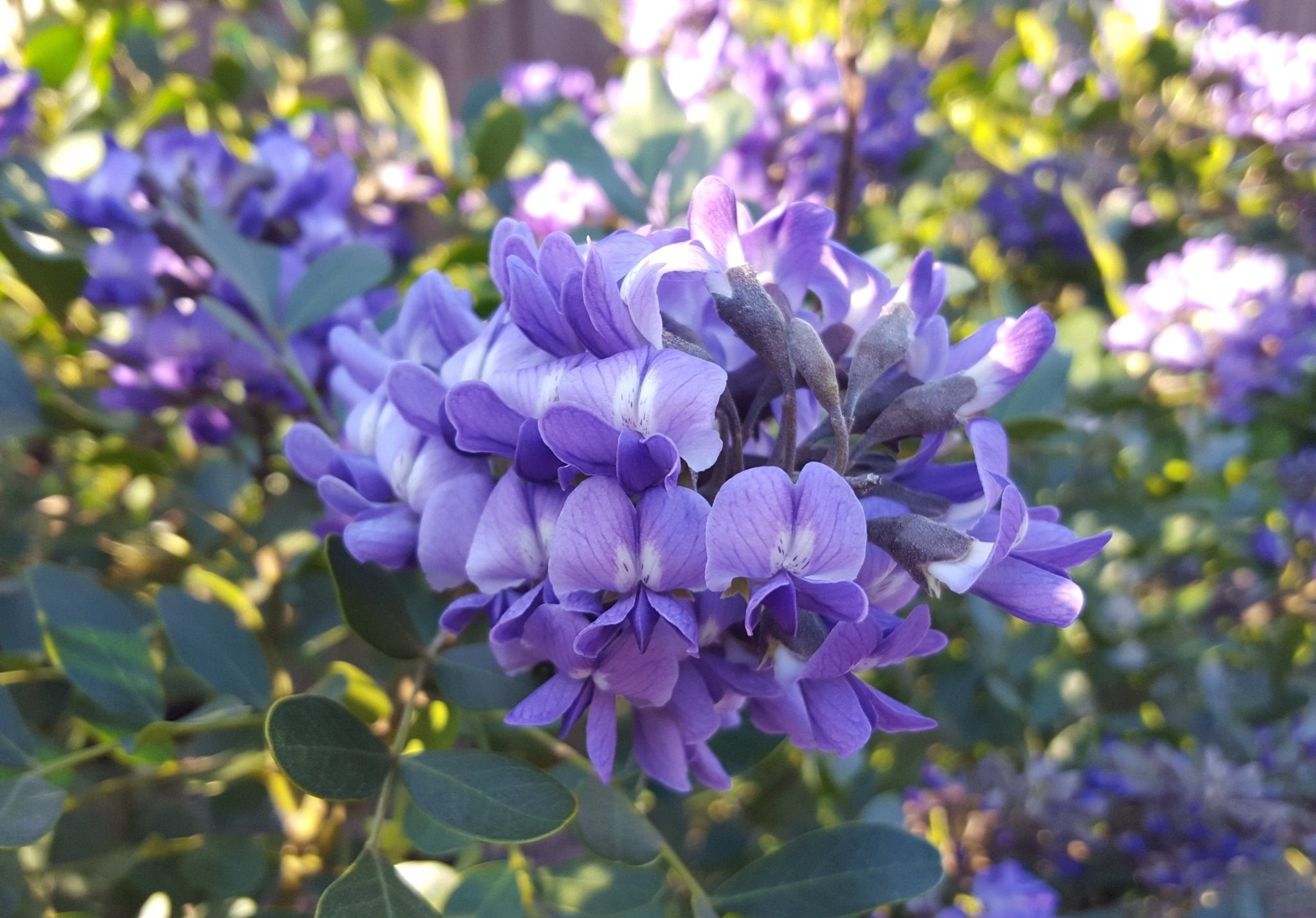 Category:Dermatophyllum secundiflorum - Wikimedia