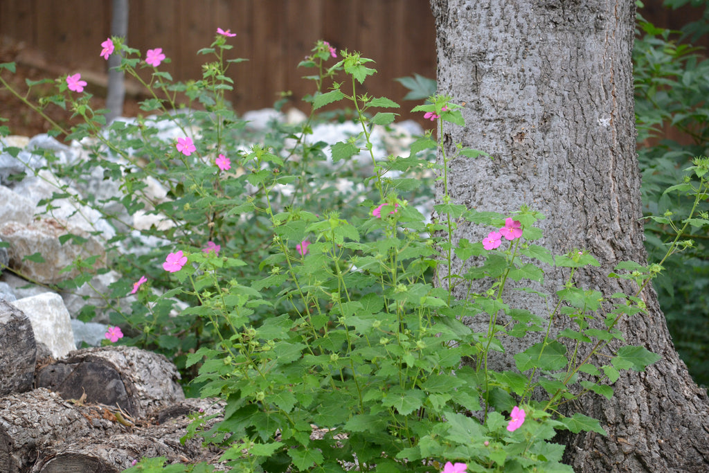 Texas rock rose (Pavonia lasiopetala)