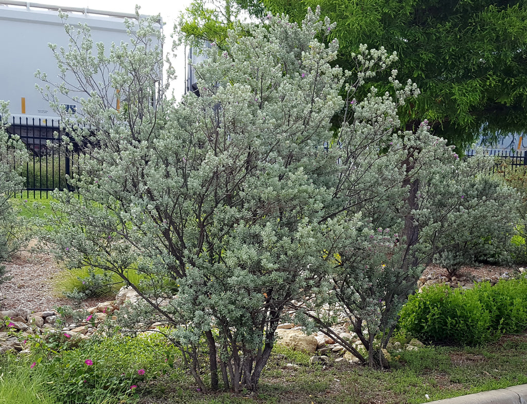 Leucophyllum frutescens (Texas Sage Eco Blossom Nursery